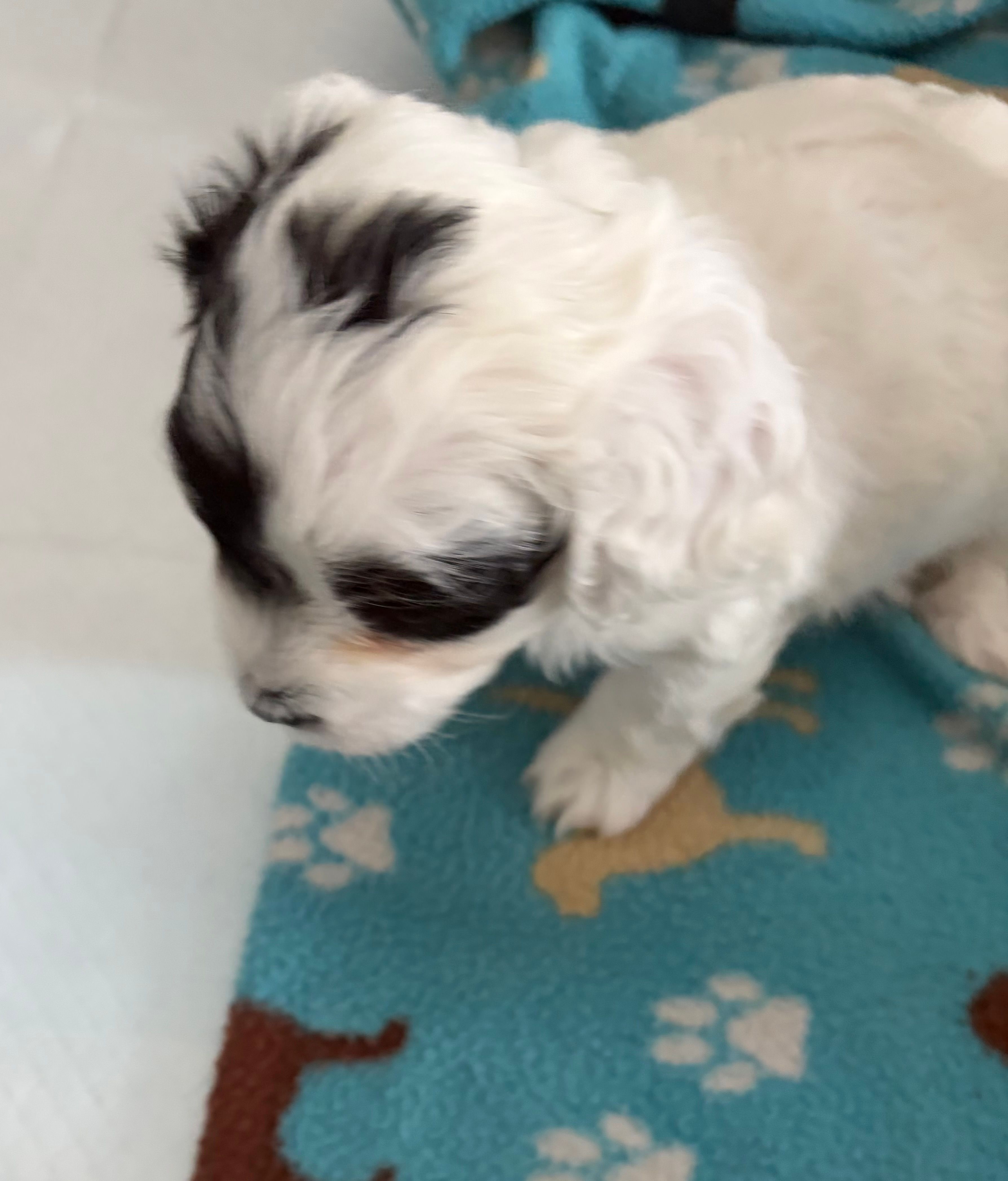 Patches – Cavapoo puppy for sale in Colorado Springs, CO