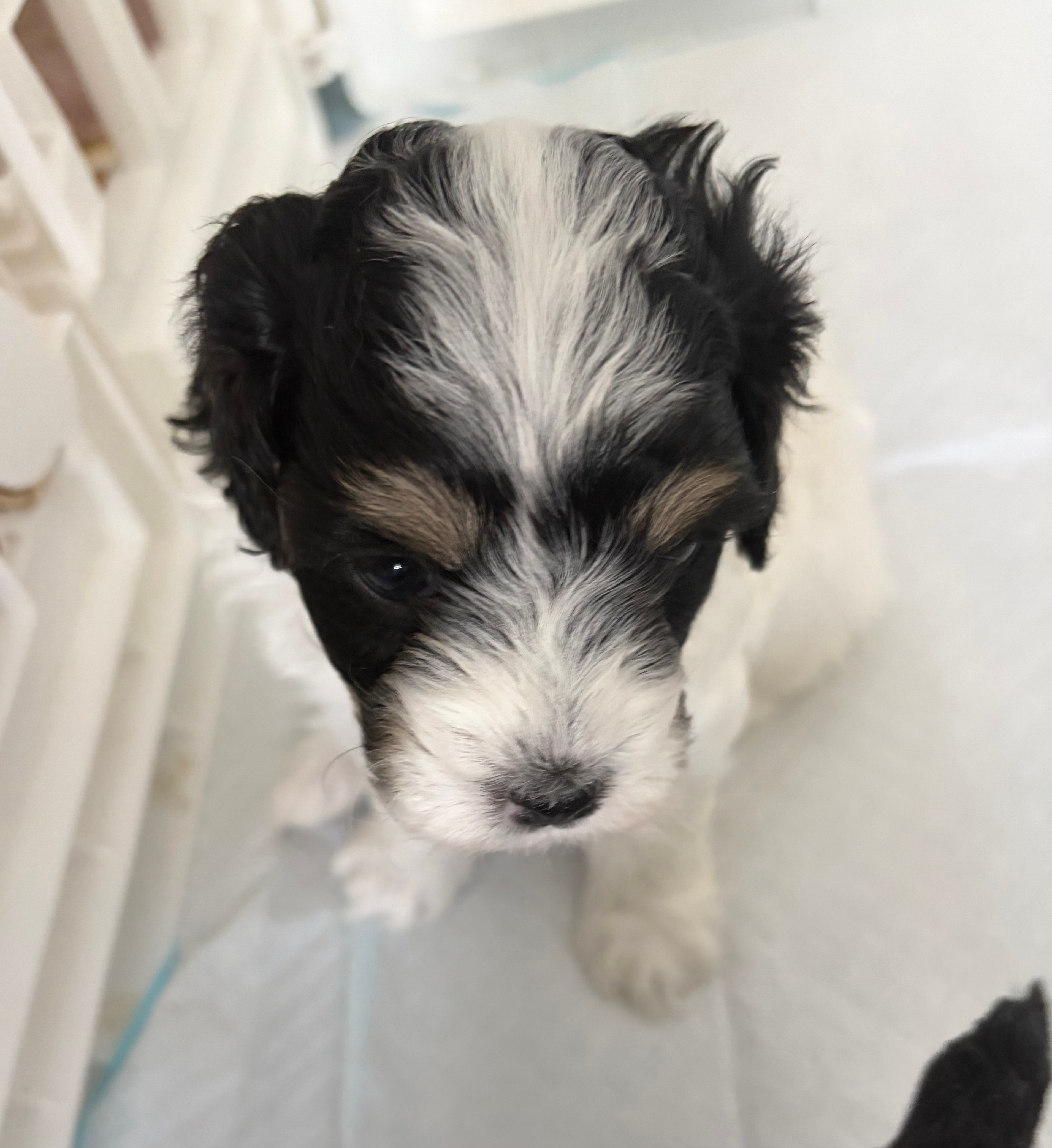Mary – Cavapoo, Havapoo puppy for sale in Colorado Springs, CO