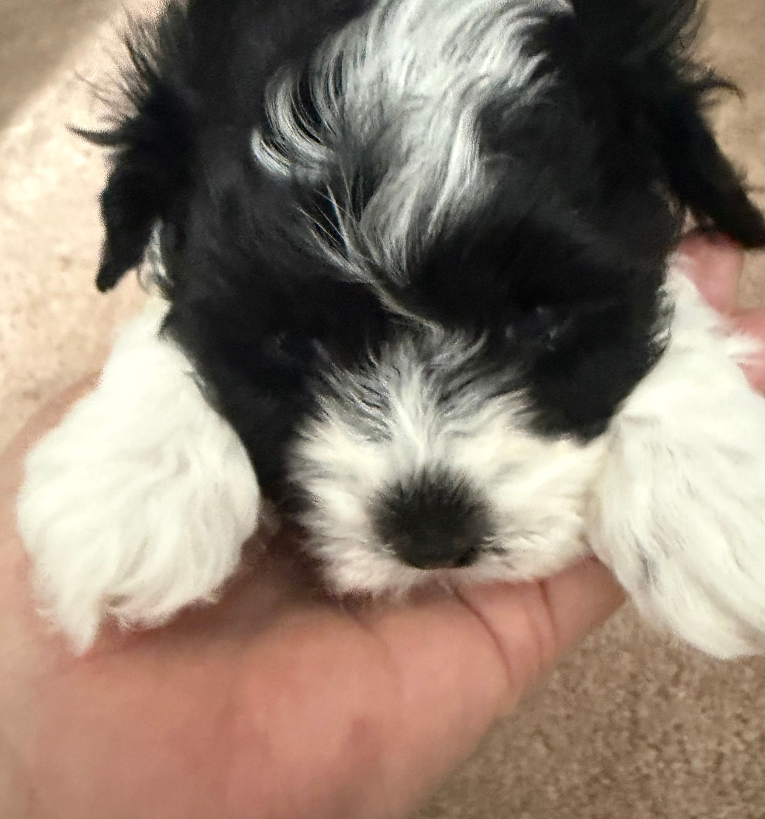 Curly – Cavapoo, Havapoo puppy for sale in Colorado Springs, CO