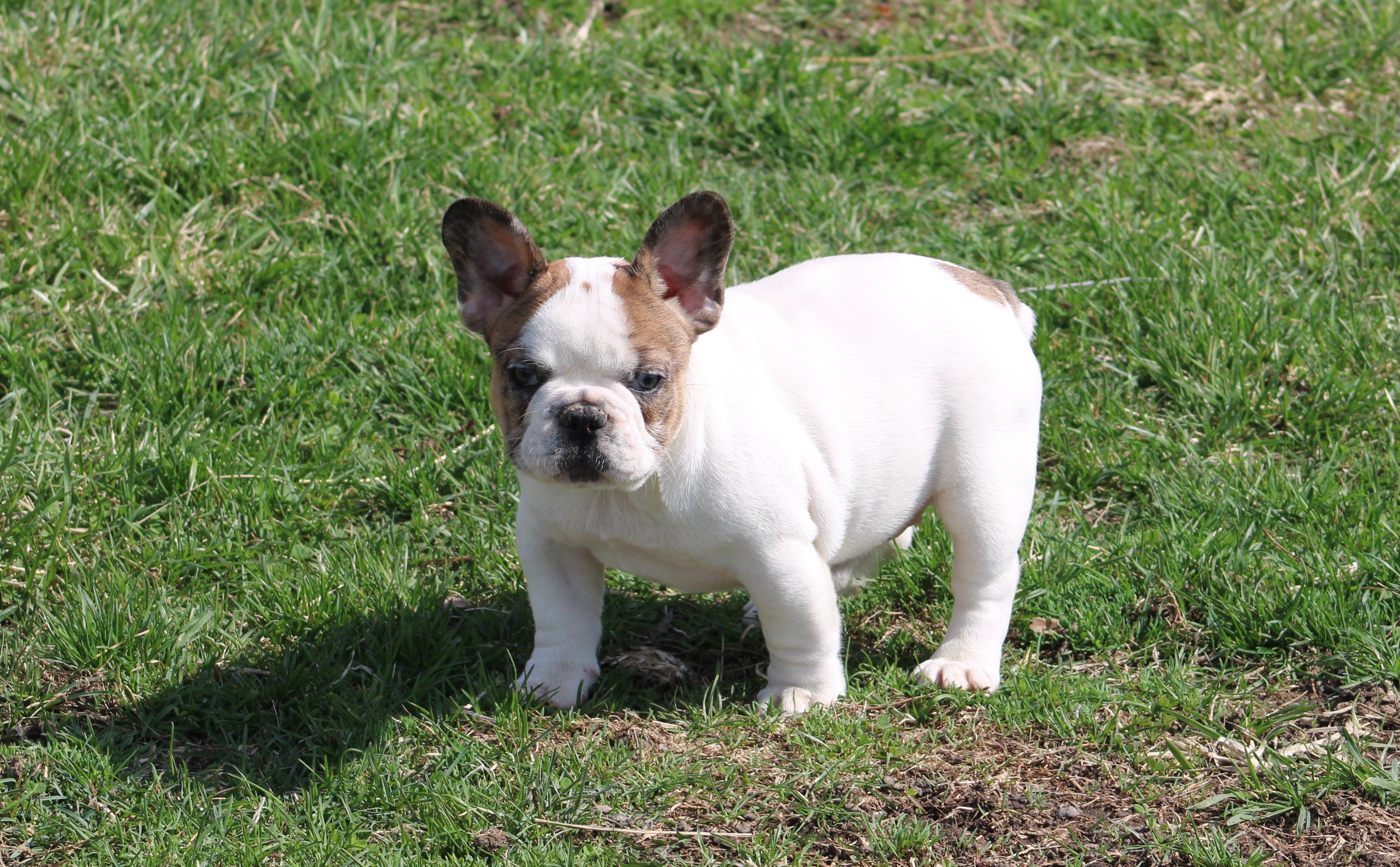Clair – French Bulldog puppy for sale in Hurdland, MO