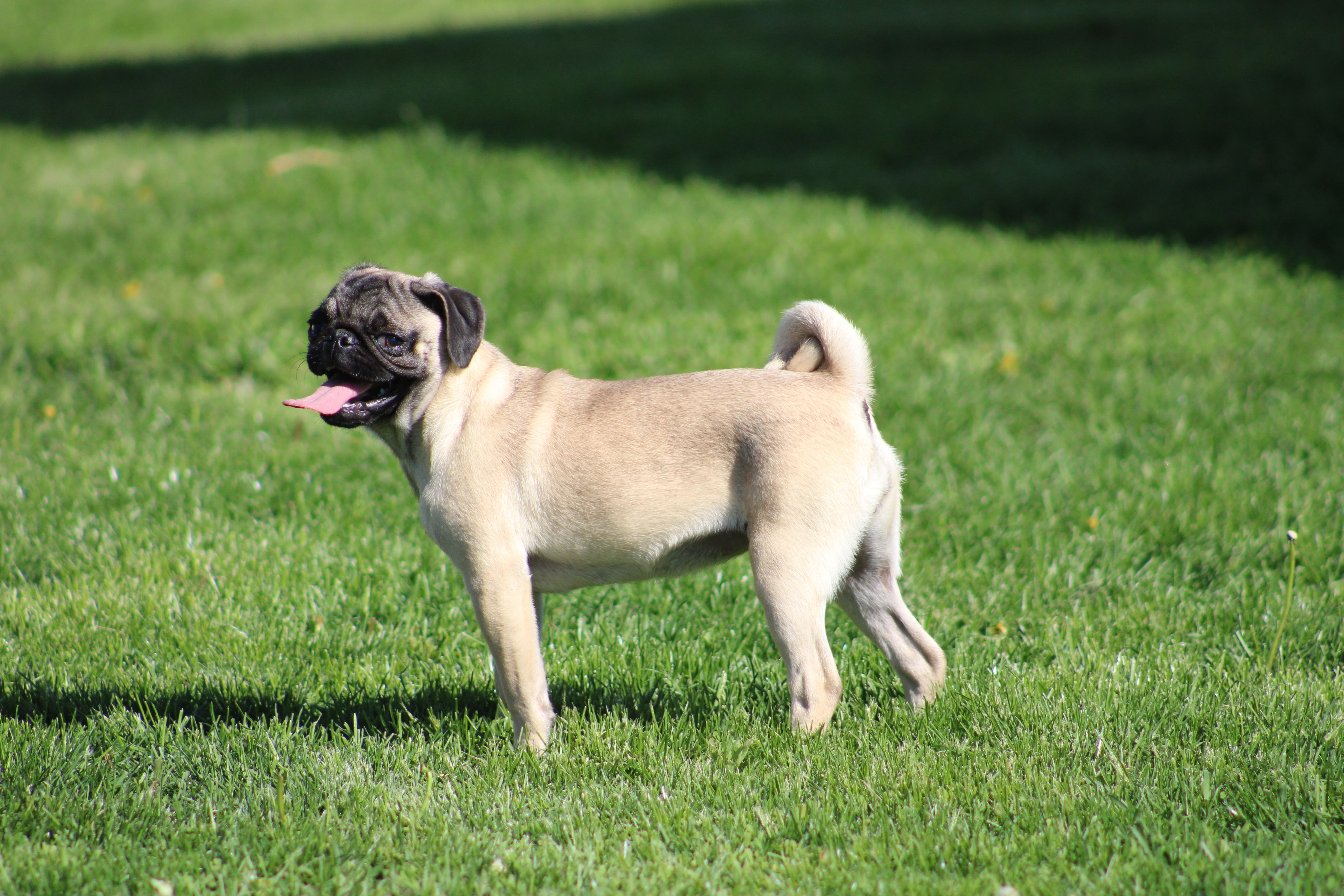 Tilly – Pug puppy for sale in Hurdland, MO