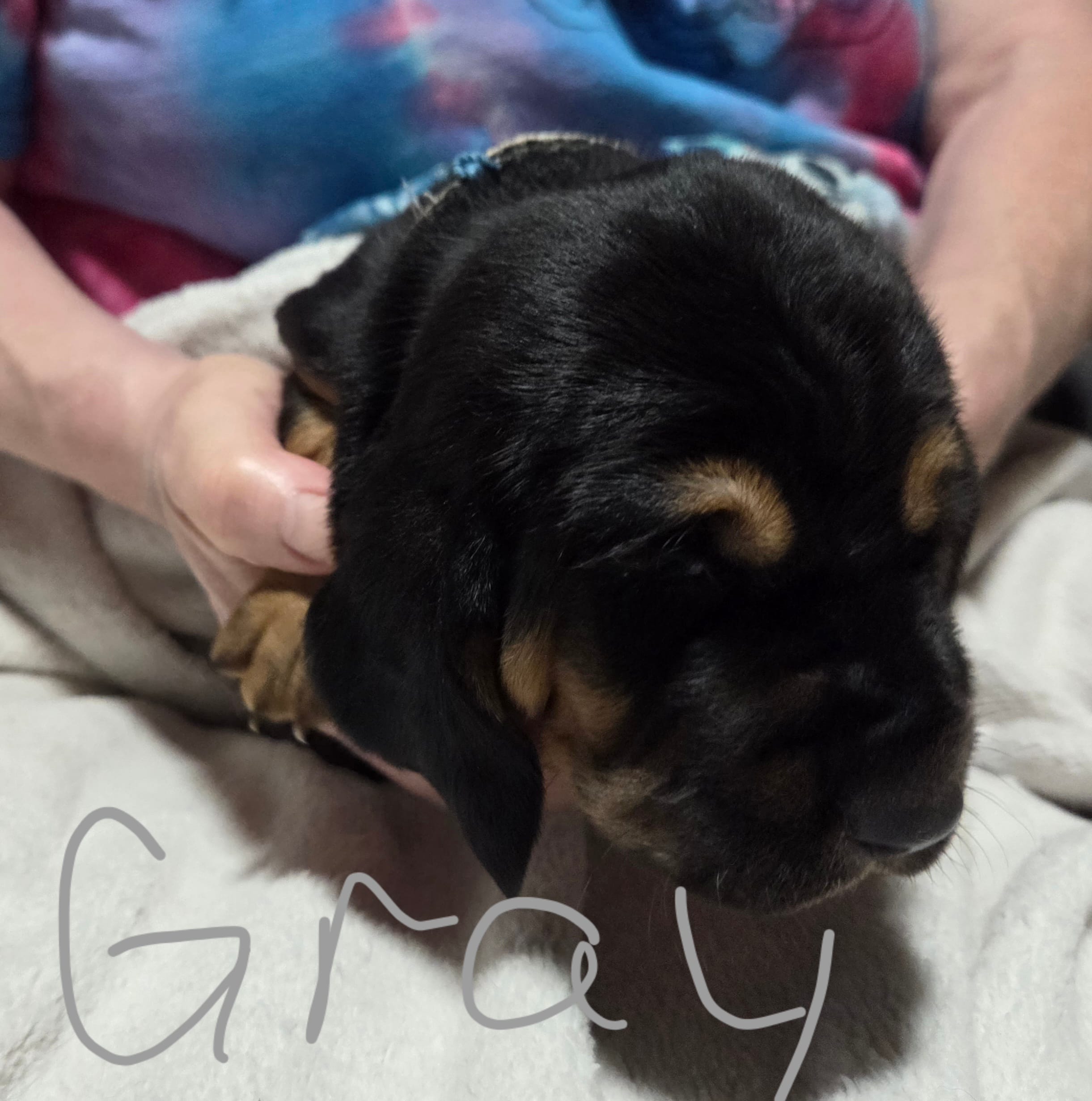 gray – Basset Hound puppy for sale in Paducah, KY