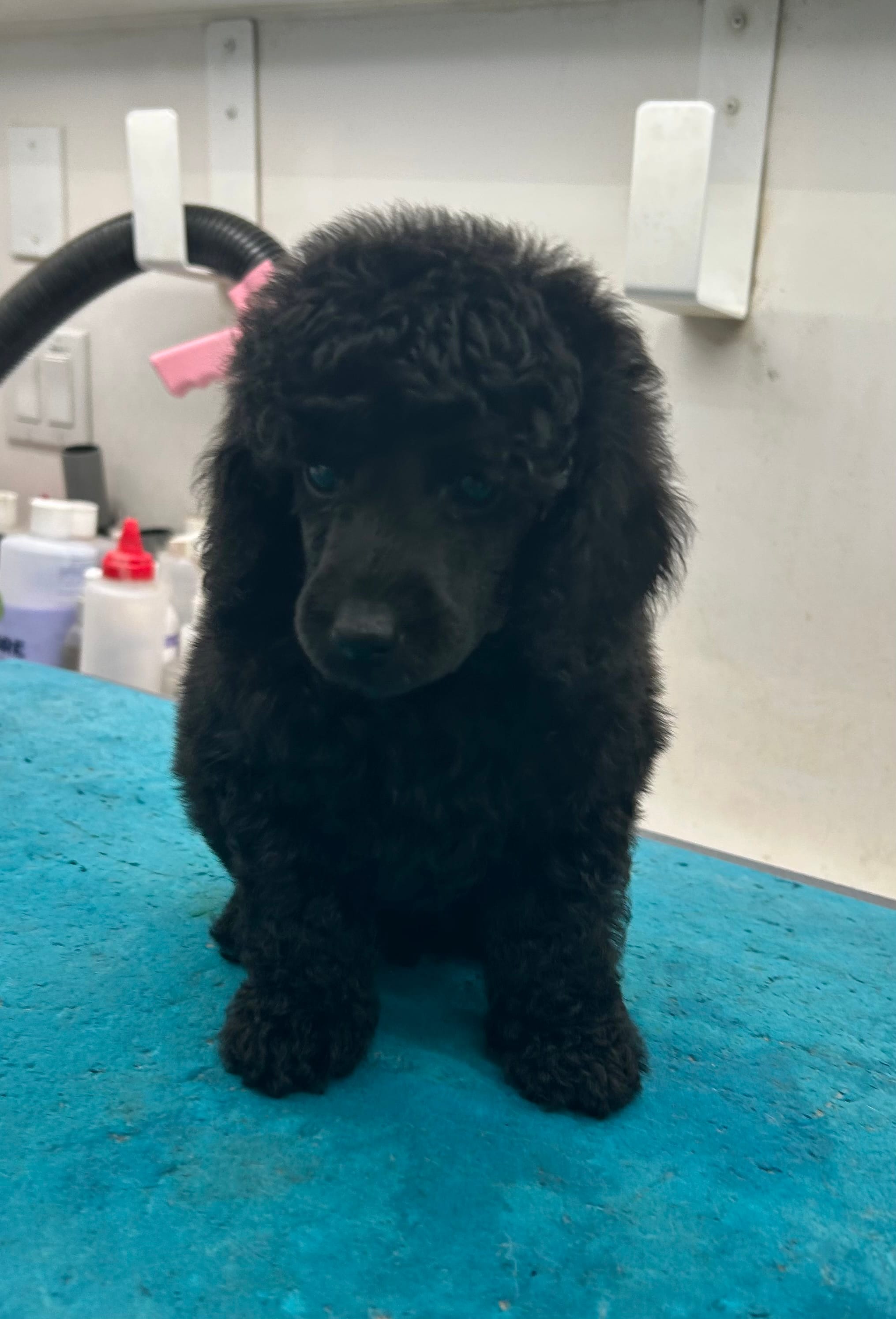 Shawn  – Poodle - Miniature  puppy for sale in New Vienna, OH