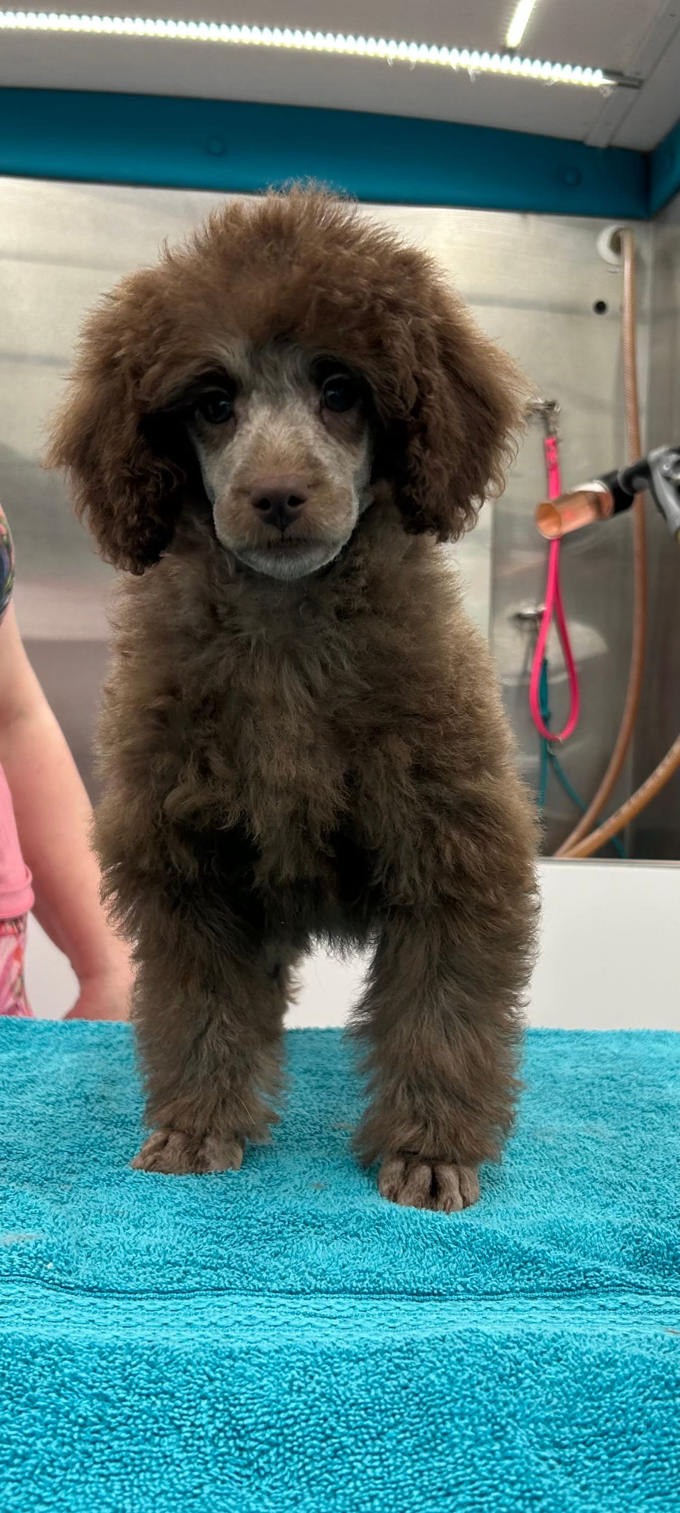 Pierre  – Poodle - Miniature  puppy for sale in New Vienna, OH