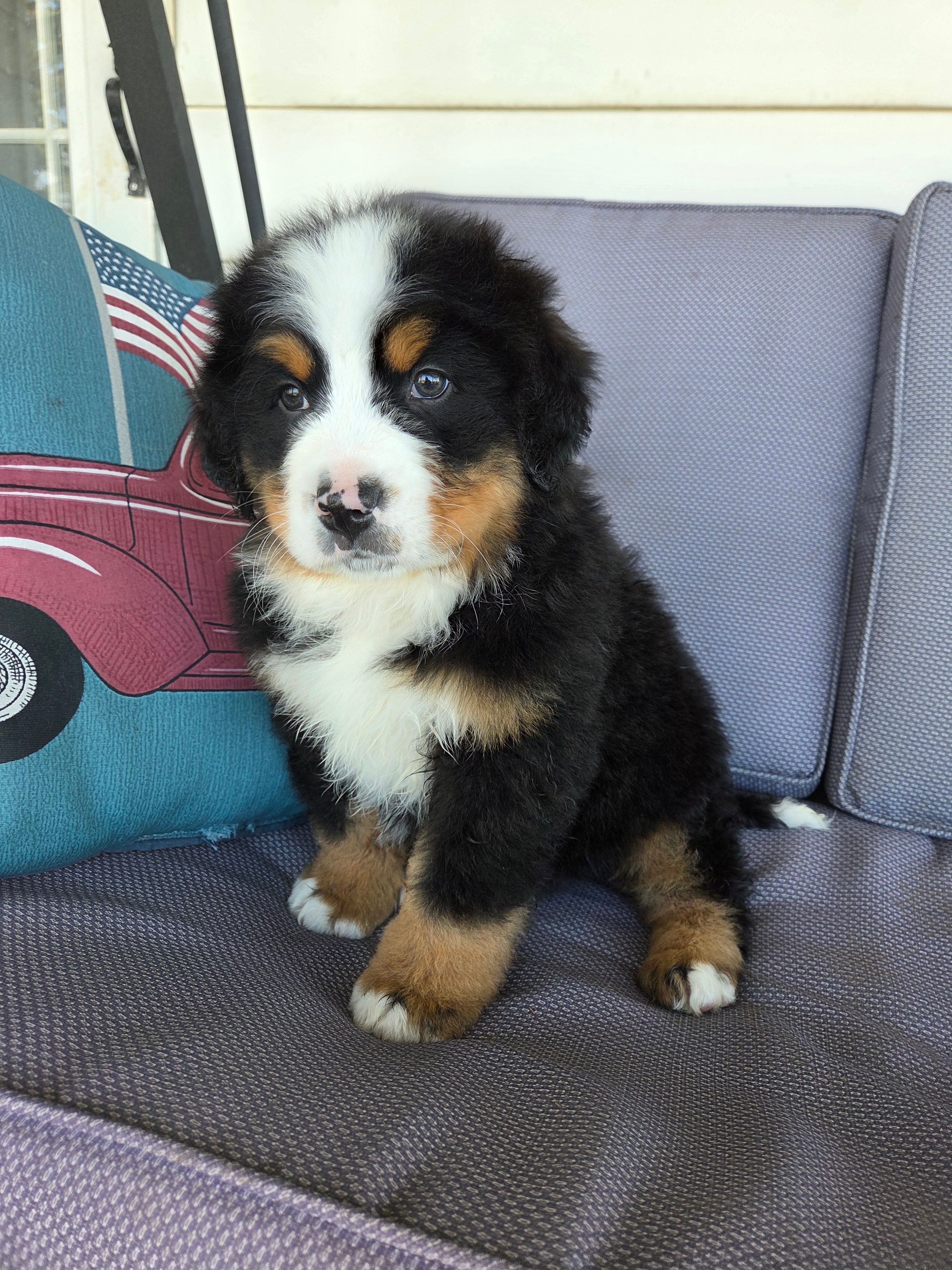 Hank – Bernese Mountain Dog puppy for sale in Owosso, MI