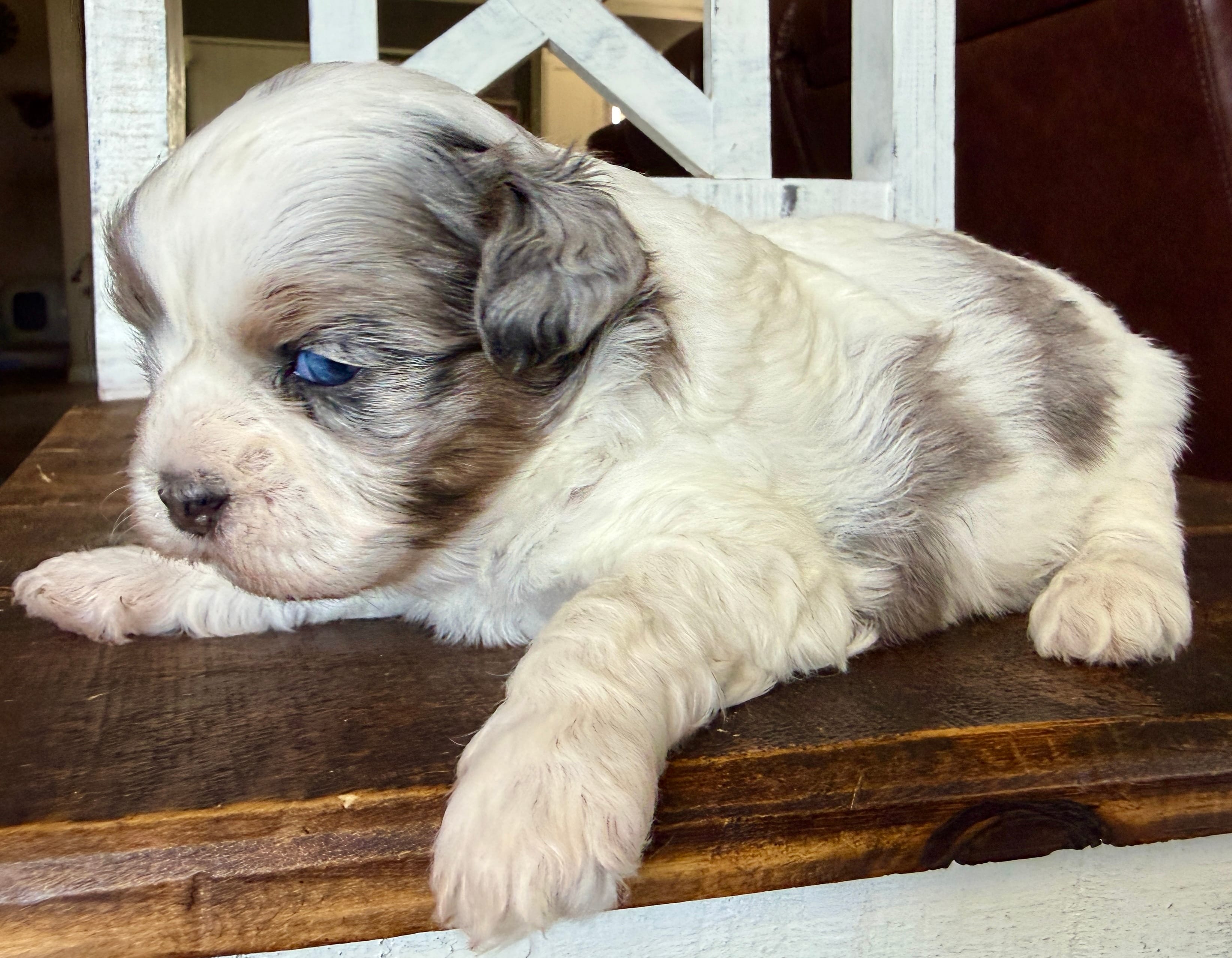Elena -blk parti Merle  – Shihpoo puppy for sale in Belton, TX
