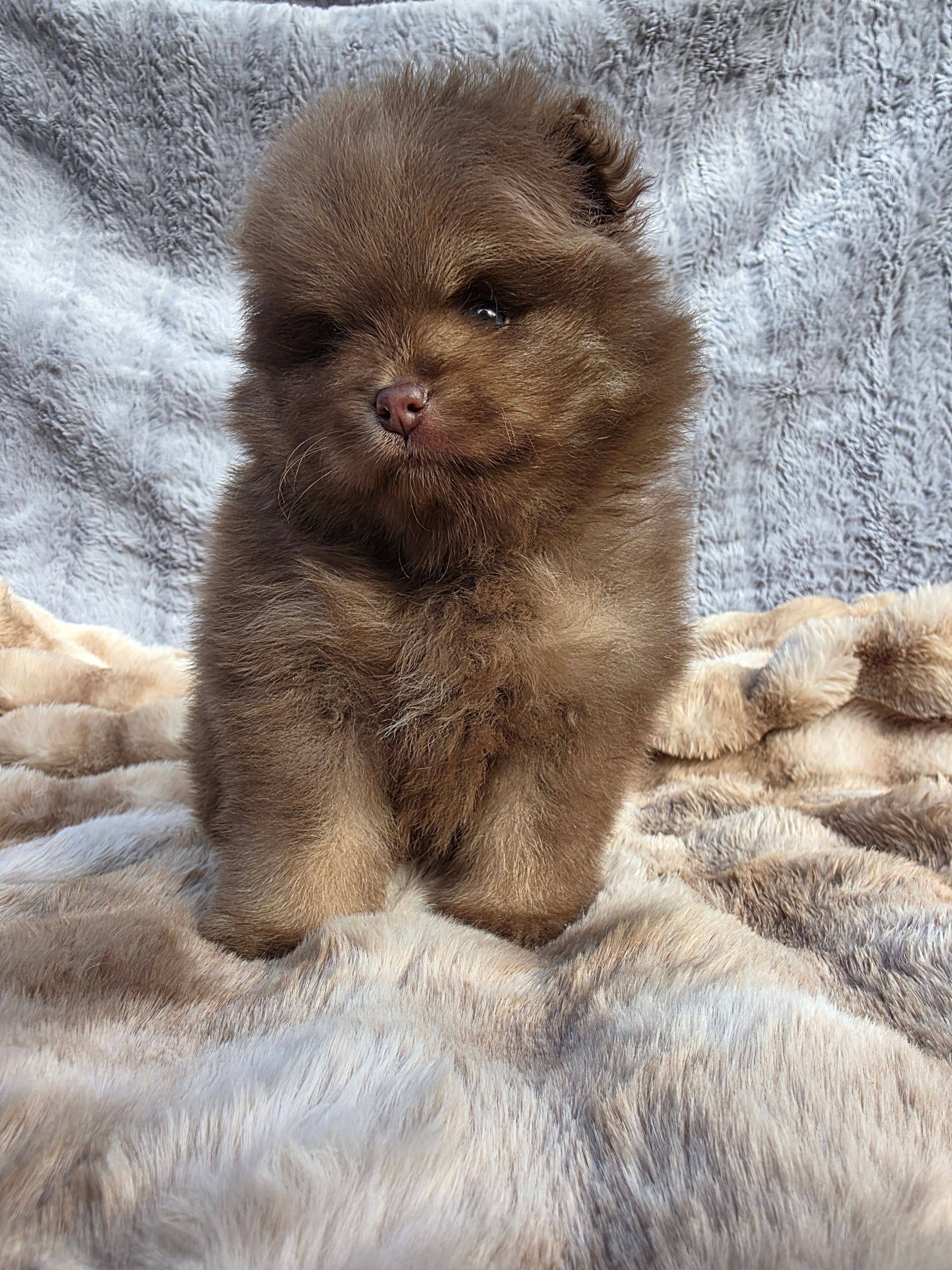 Poppi – Pomeranian puppy for sale in San Jose, CA