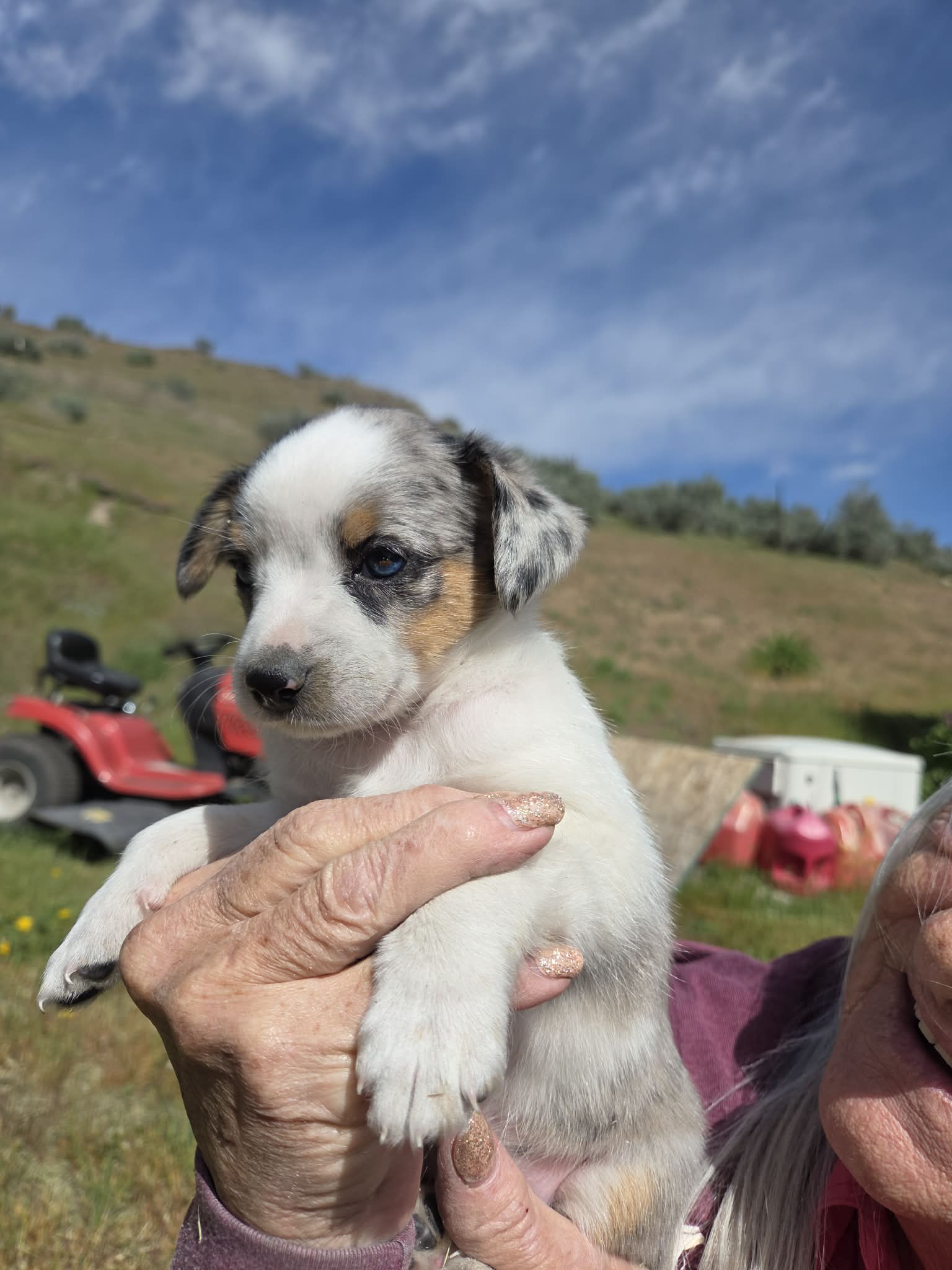 Blue Merle  – Australian Cattle Dog, Miniature Australian Shepherd puppy for sale in Riverside, WA