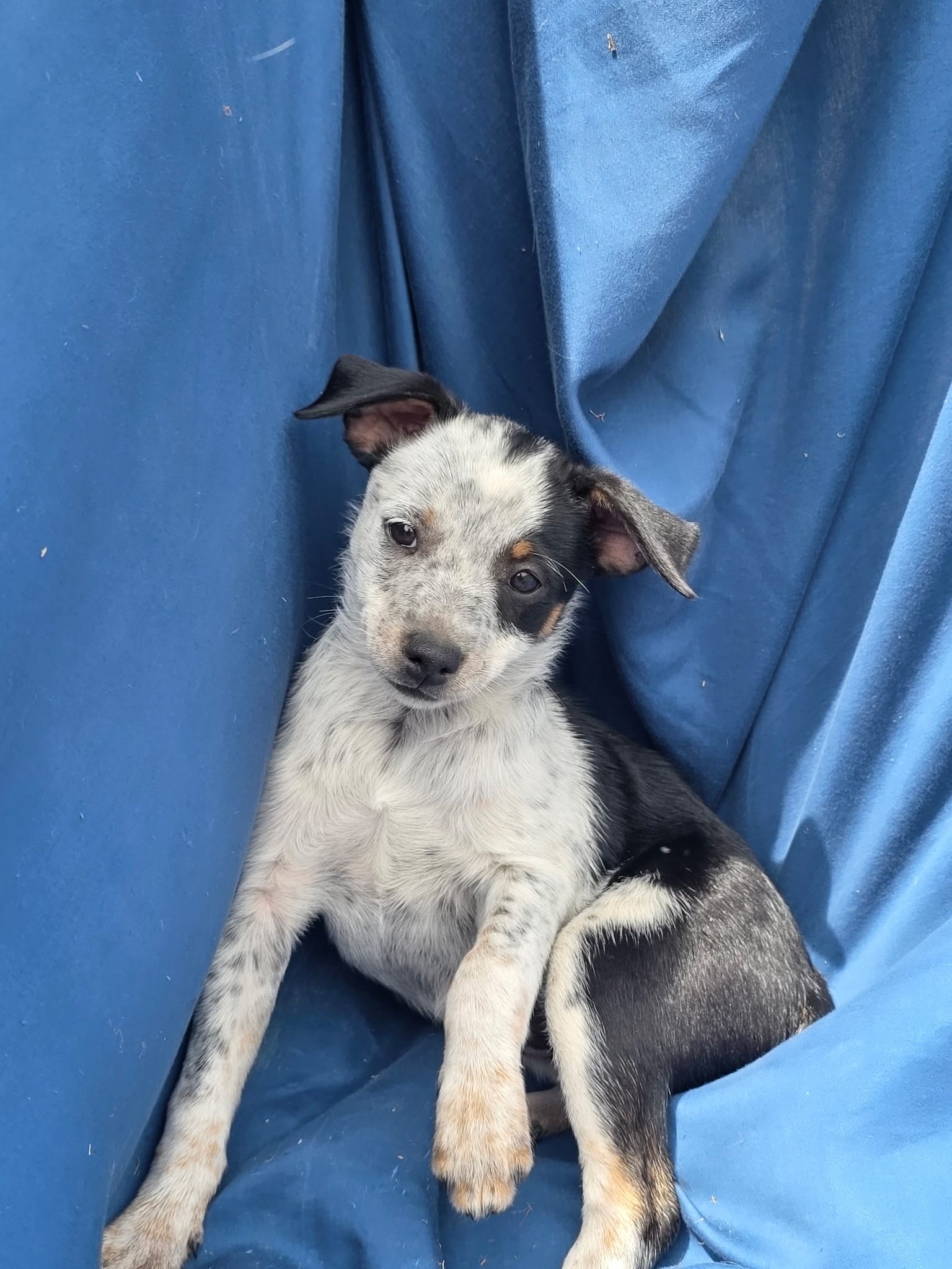 Paint.  Female – Australian Cattle Dog, Miniature Australian Shepherd puppy for sale in Riverside, WA