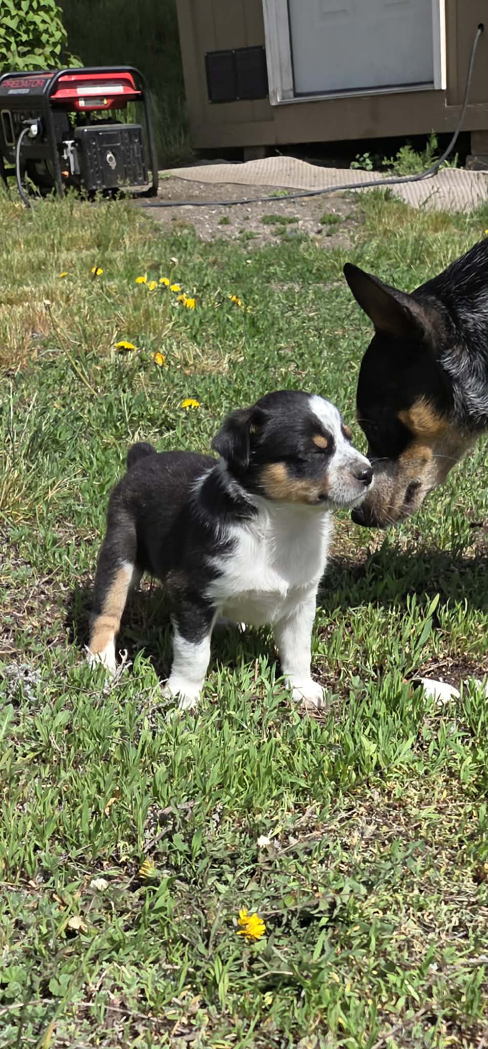 Black tri  – Miniature Australian Shepherd puppy for sale in Riverside, WA