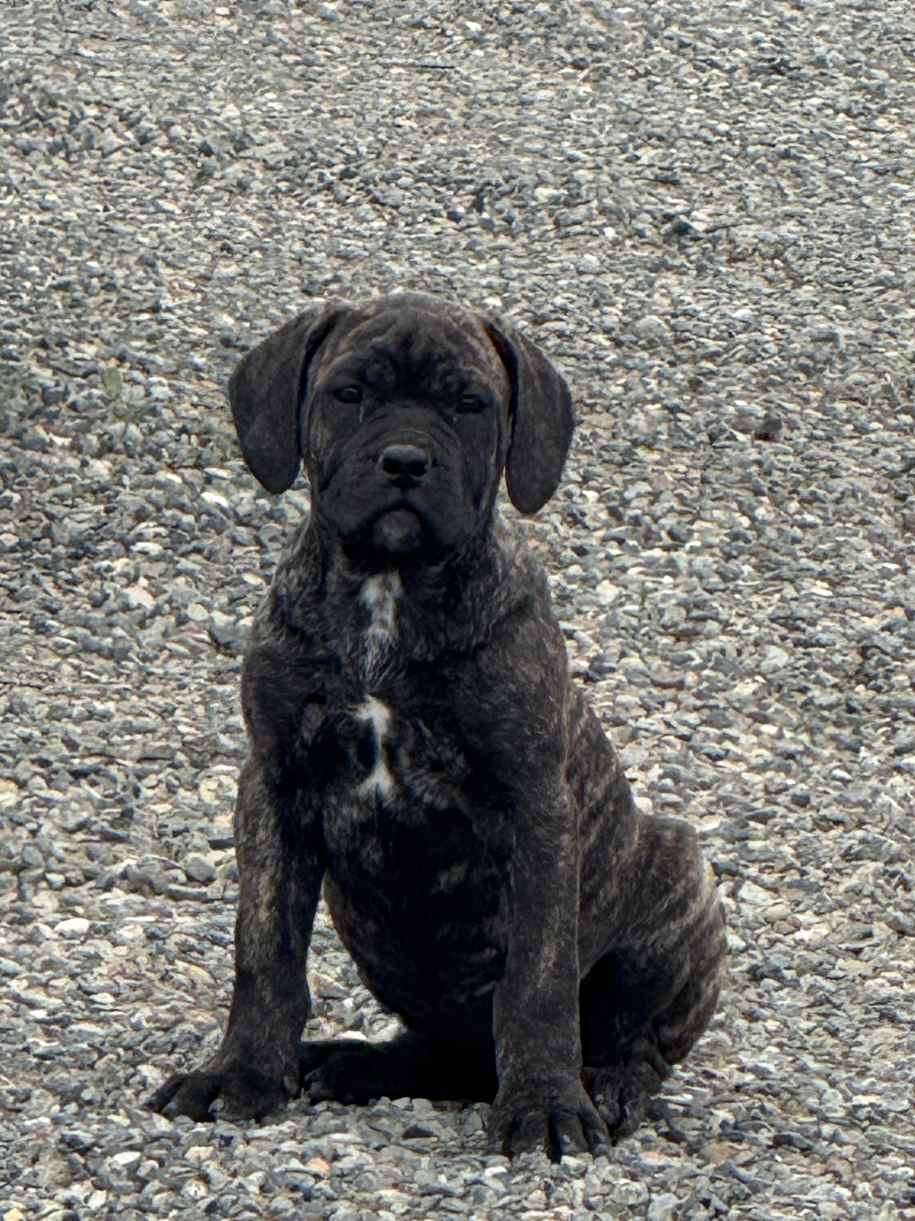 pink – Cane Corso puppy for sale in Ellensburg, WA