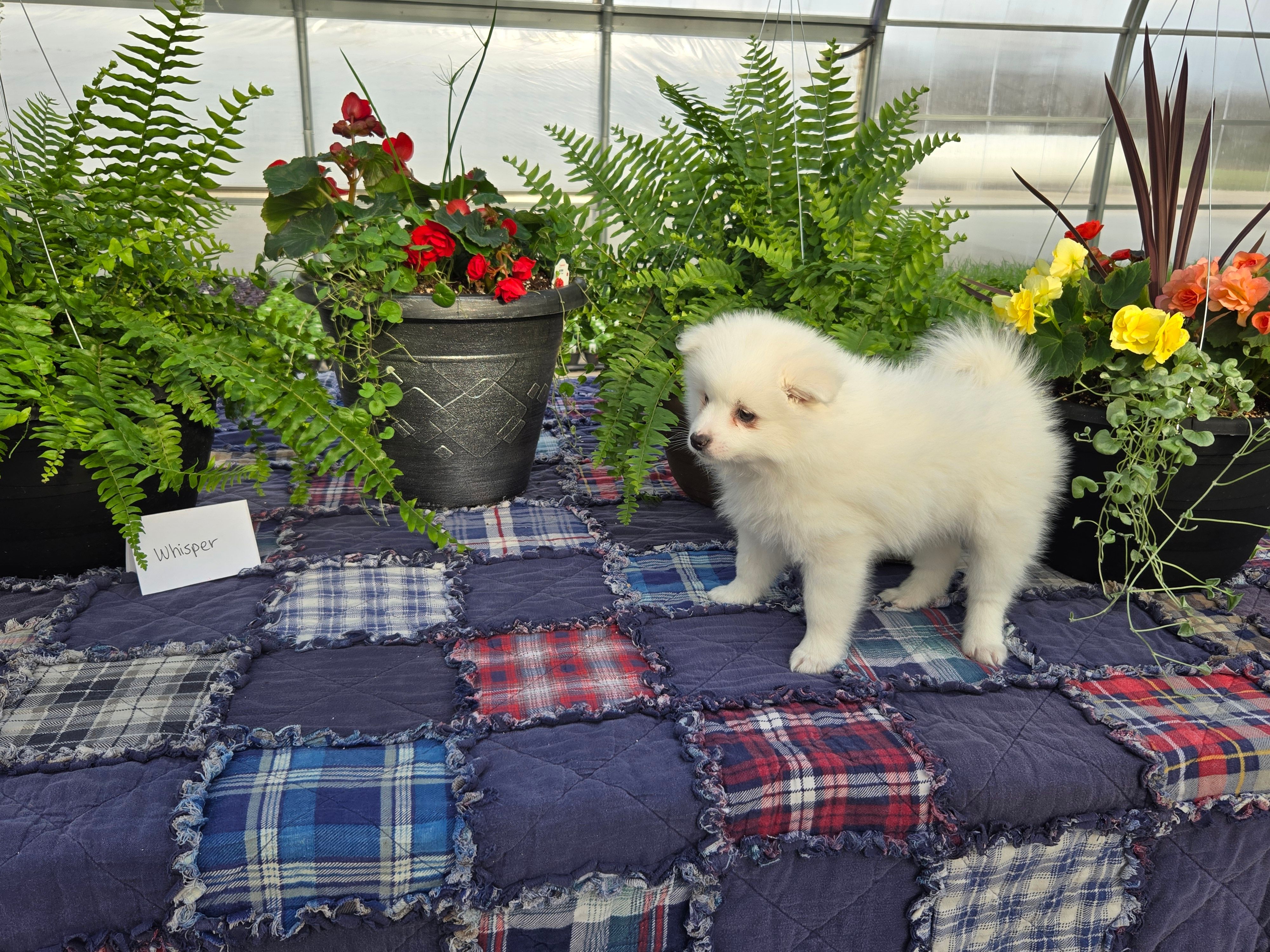 Whisper  – American Eskimo puppy for sale in Bloomfield, IA