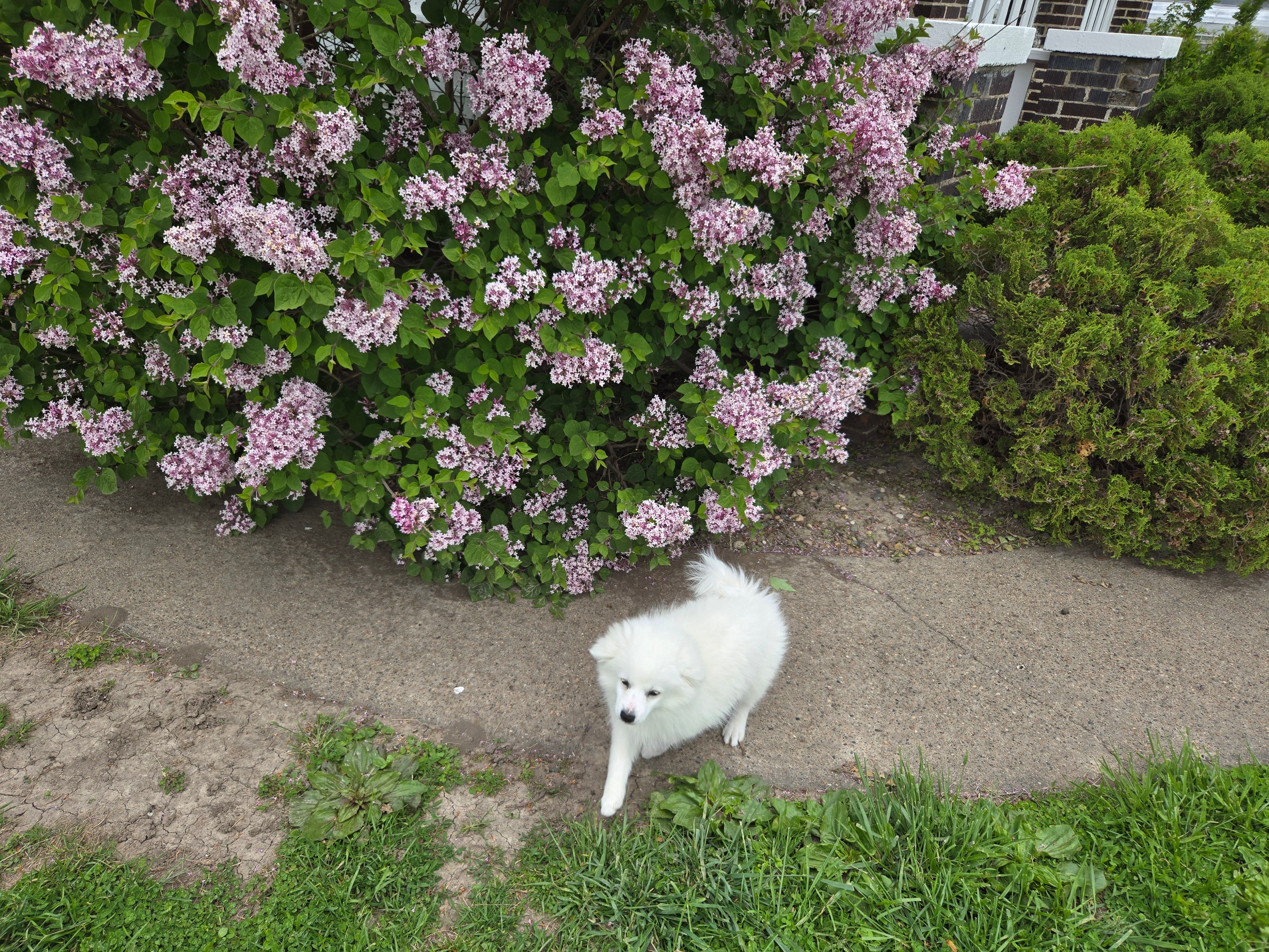 Whisper  – American Eskimo puppy for sale in Bloomfield, IA