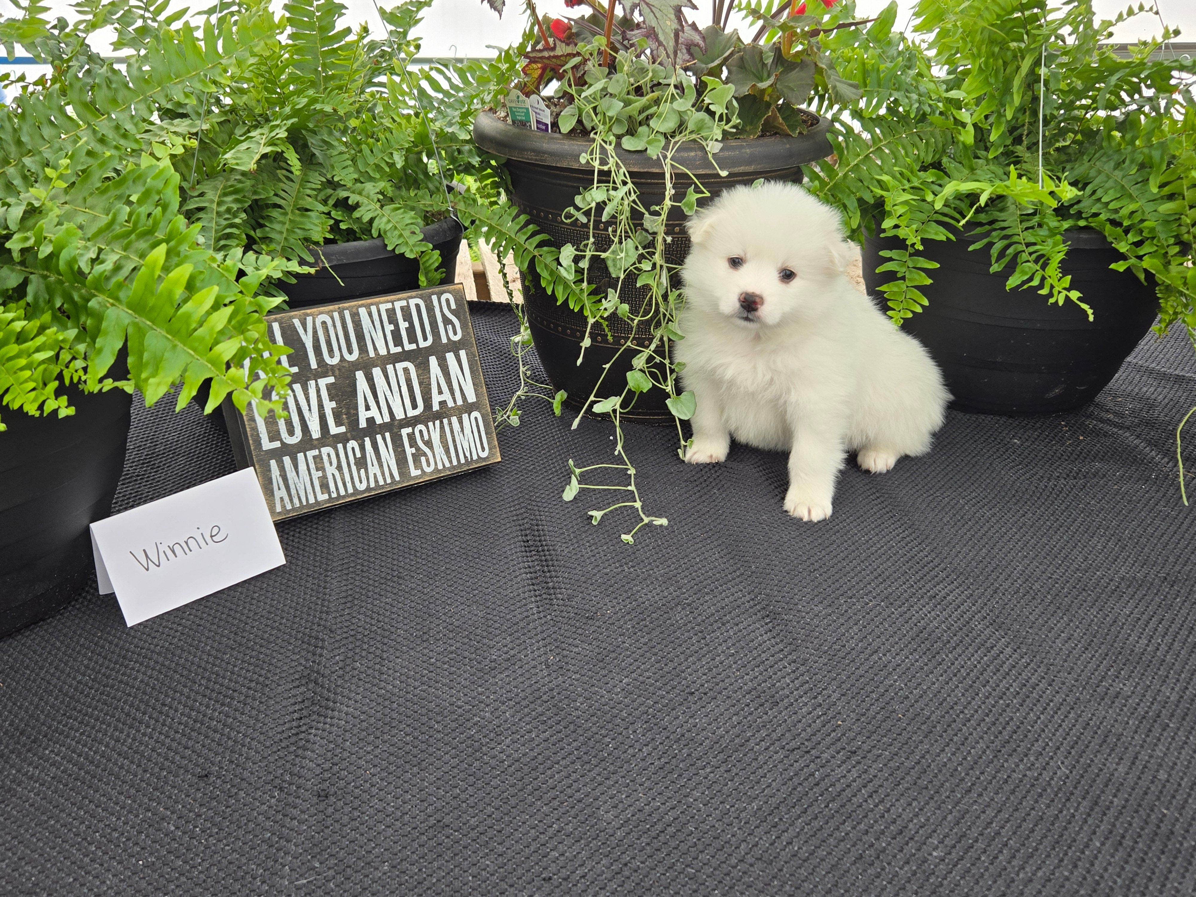 Winnie – American Eskimo puppy for sale in Bloomfield, IA