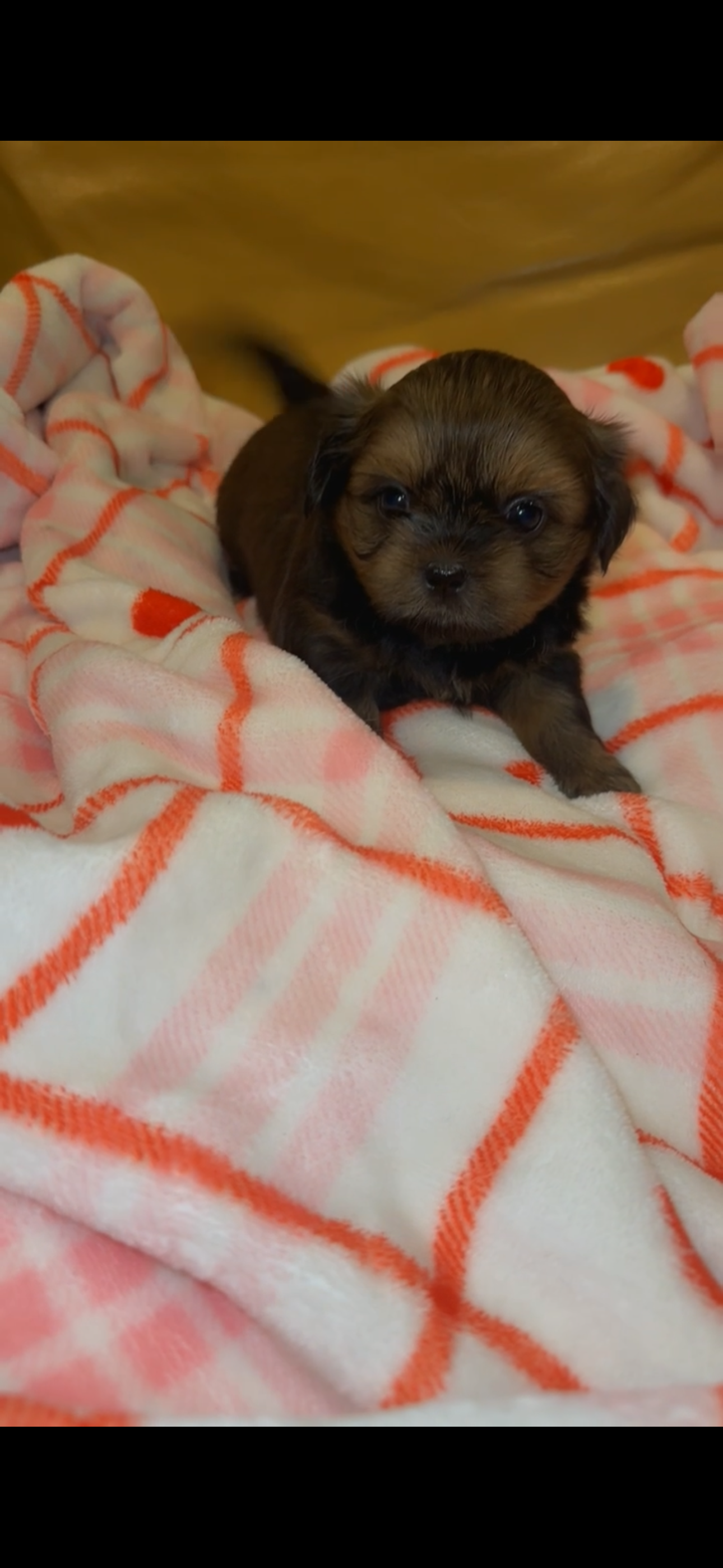 Luna 🩷 – Shih Tzu puppy for sale in Vallejo, CA