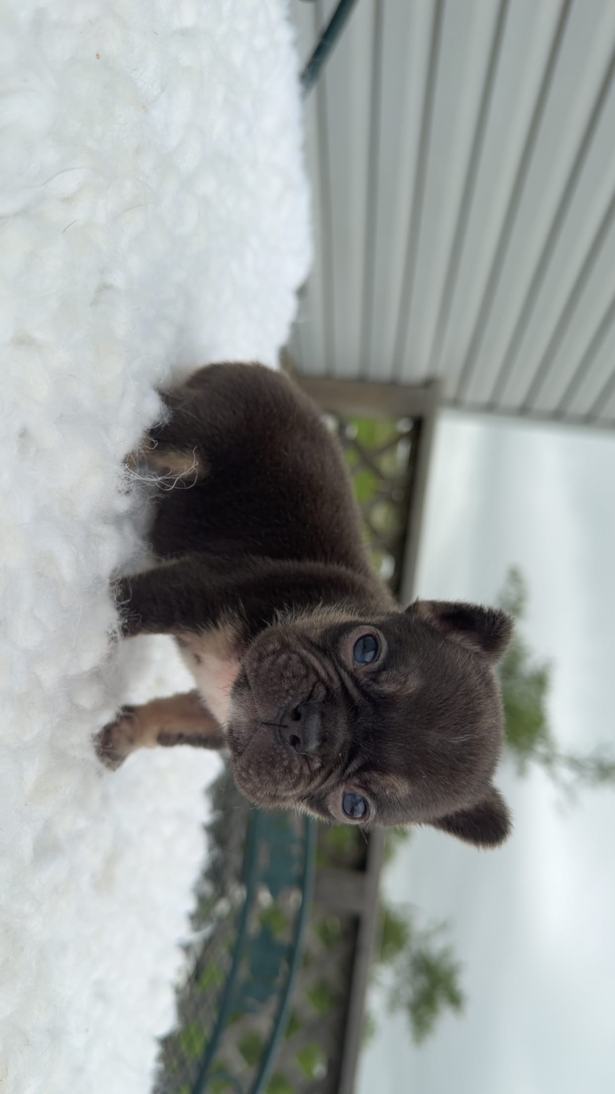 Chocolate& tan  – French Bulldog puppy for sale in Springfield, IL