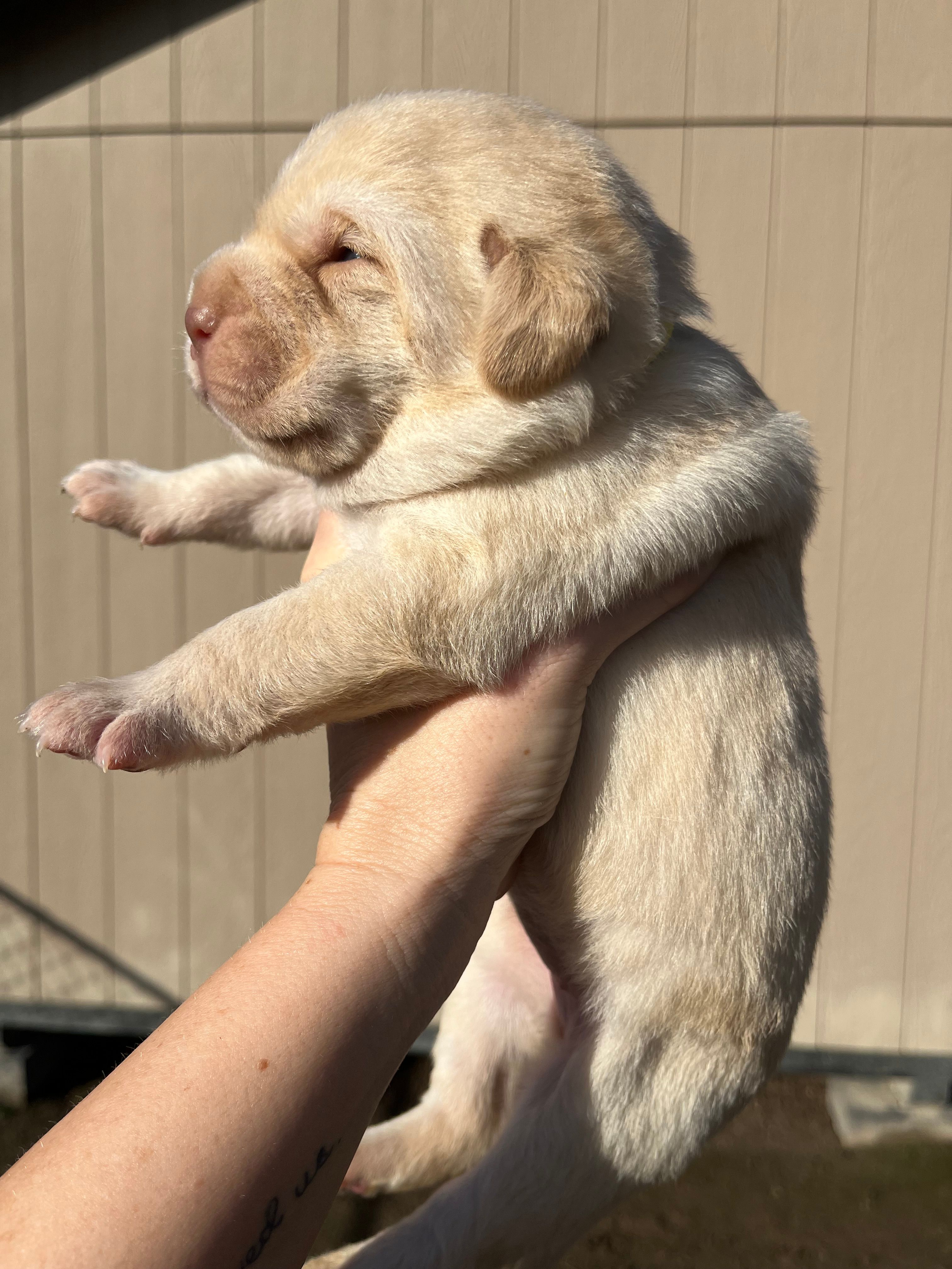 Chunky Yellow female