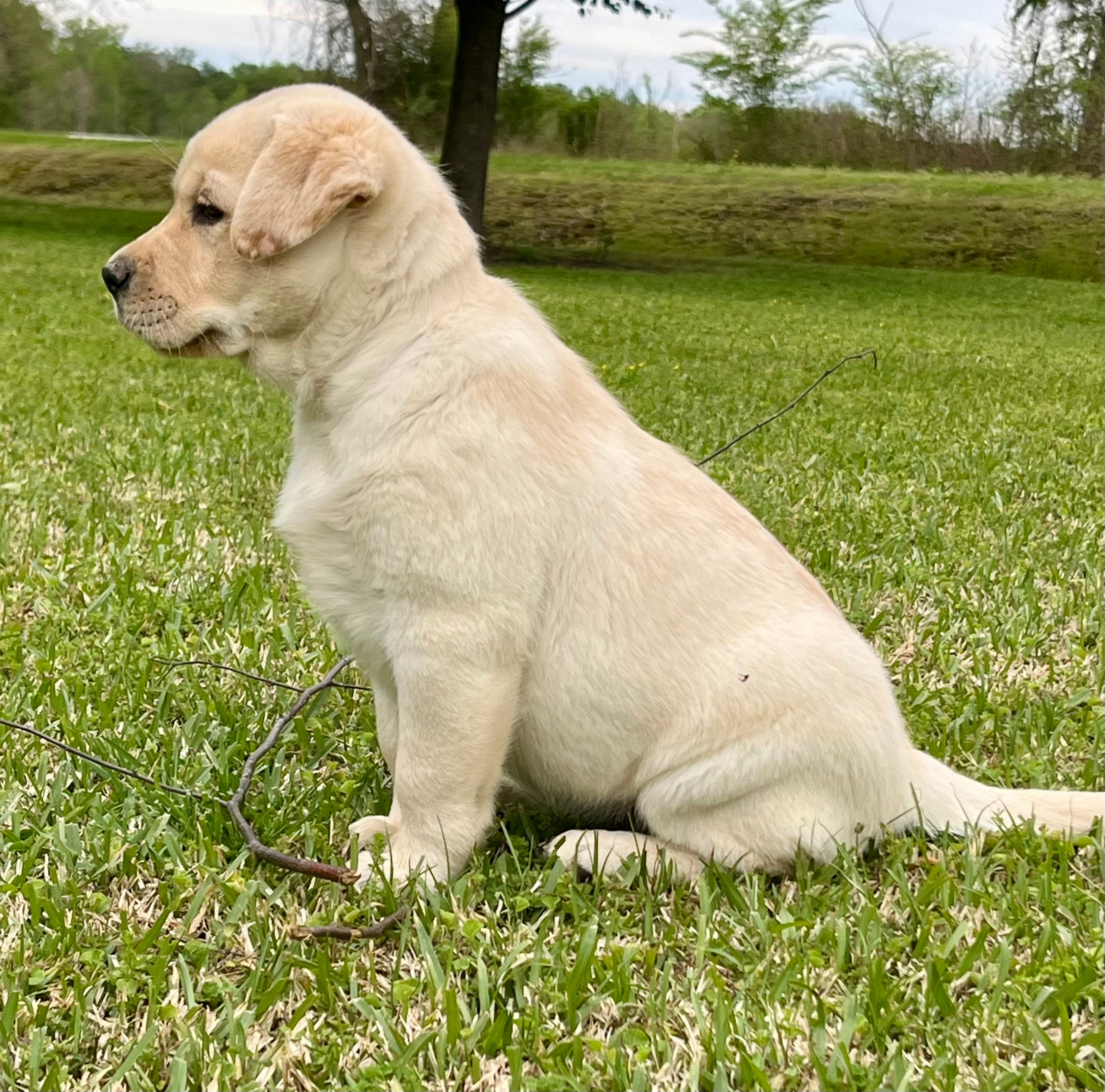 Chunky Yellow female – Labrador Retriever puppy for sale in Jamesville, NC