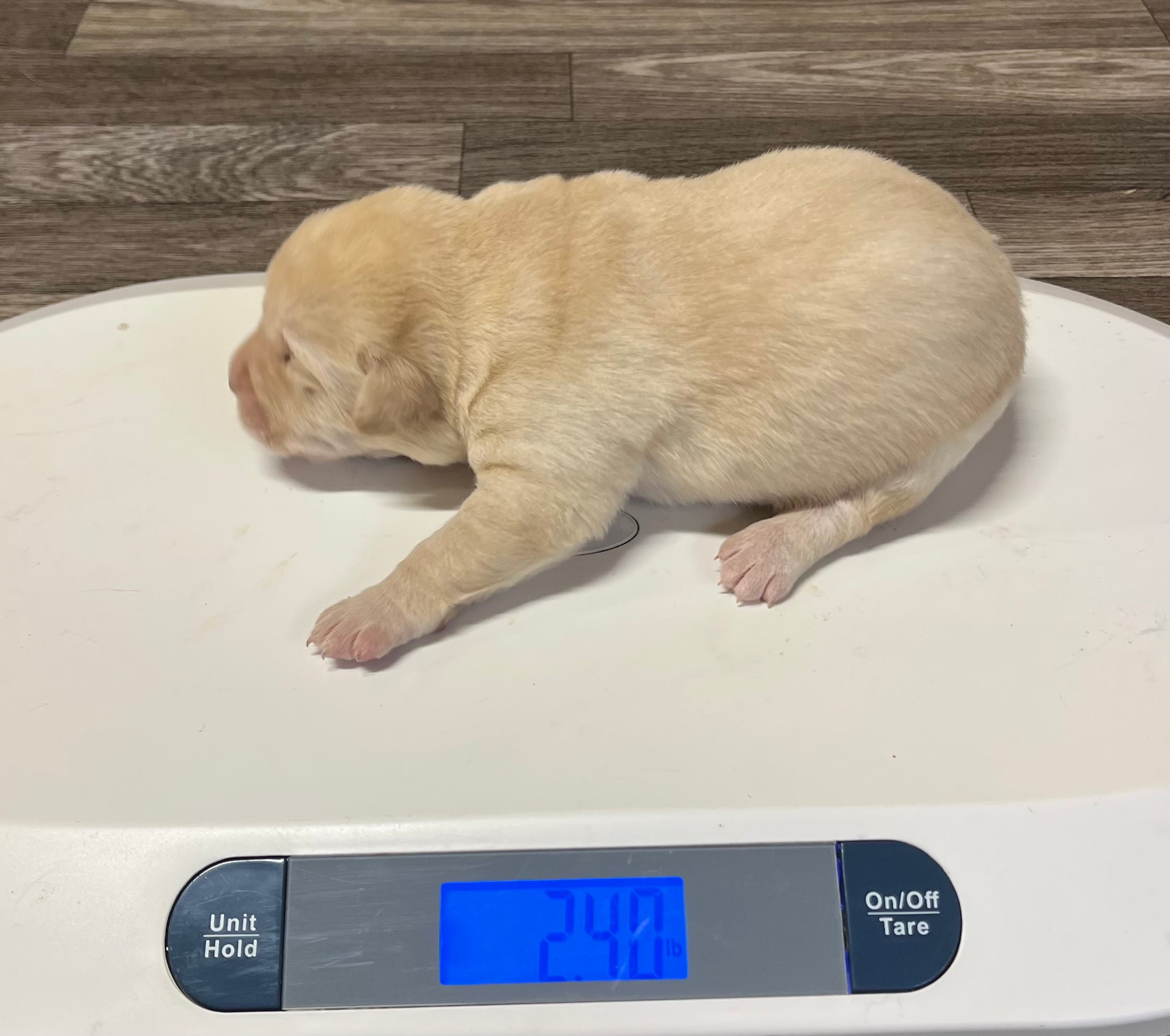 Chunky Yellow female