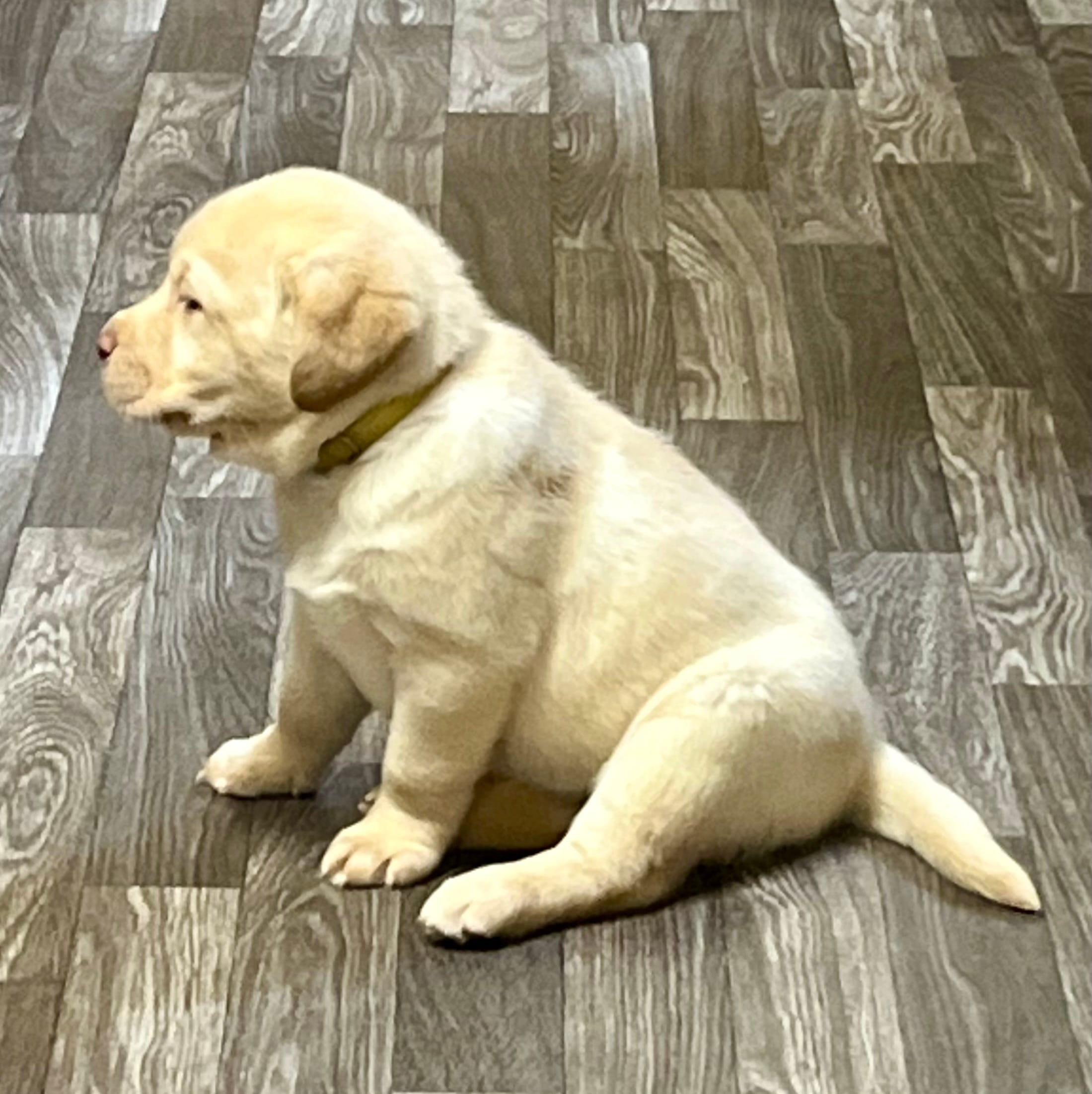 Chunky Yellow female – Labrador Retriever puppy for sale in Jamesville, NC