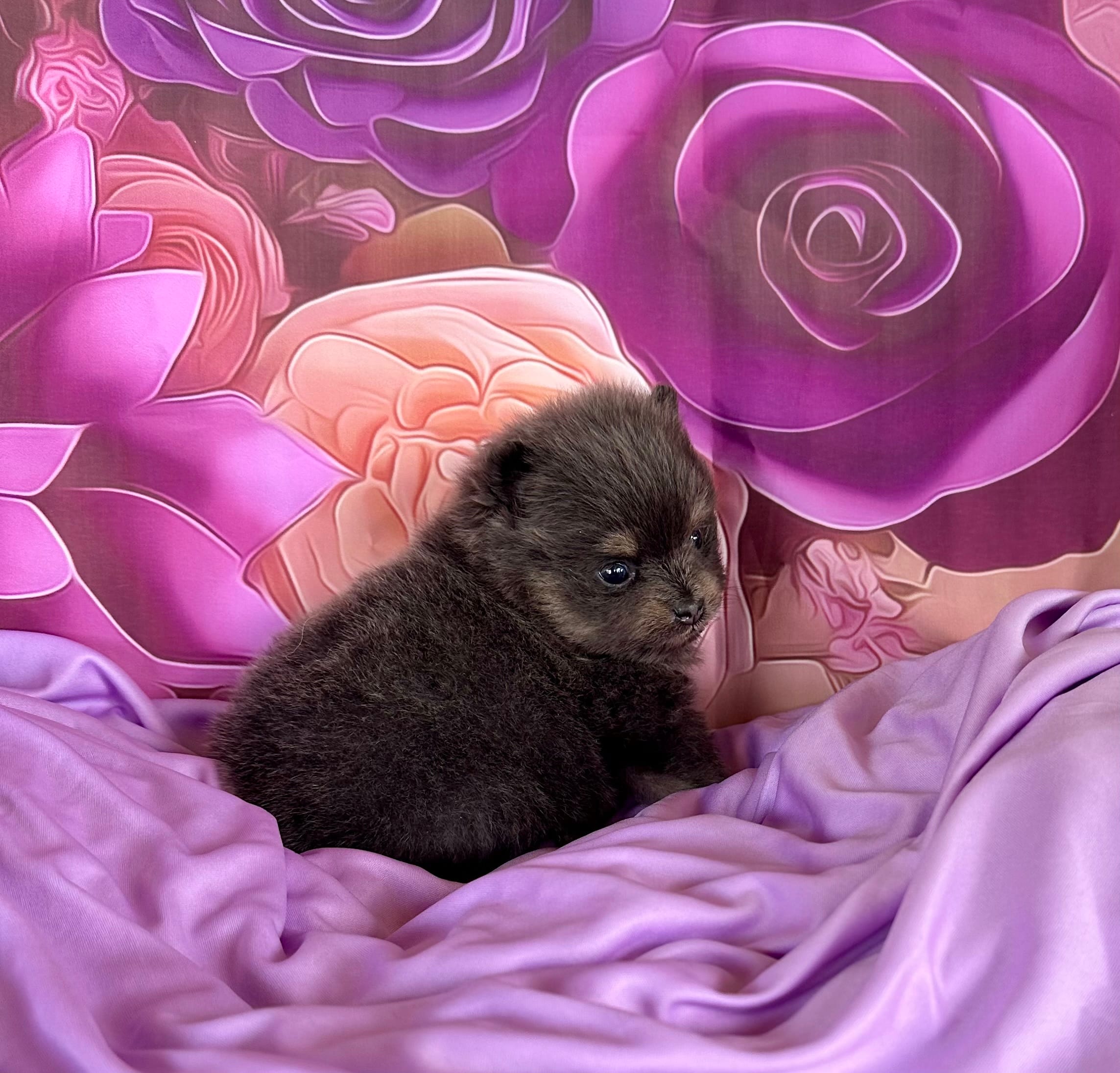 Lanie – Pomeranian puppy for sale in Lyons, GA