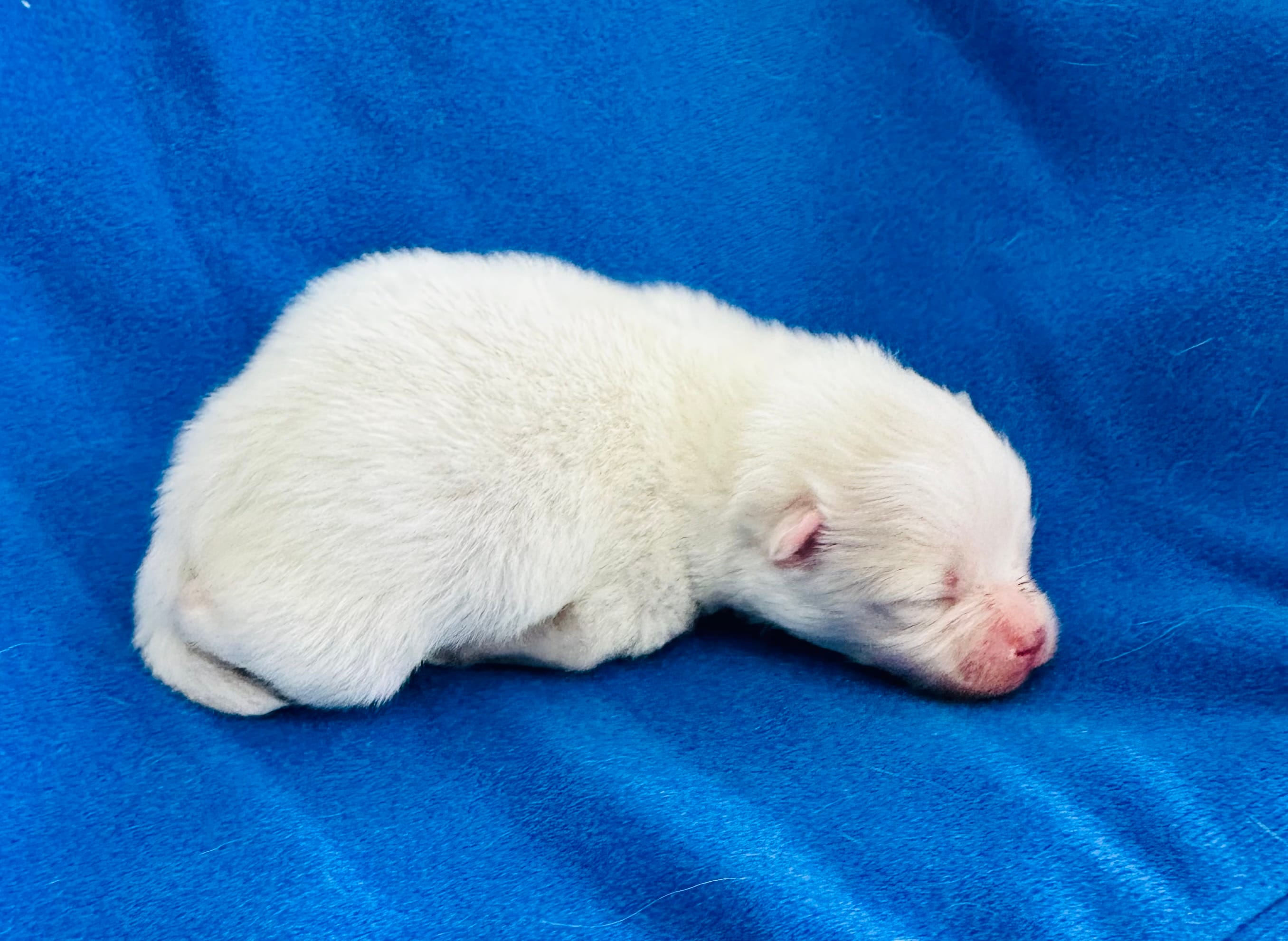 Cooper – Pomeranian puppy for sale in Lyons, GA