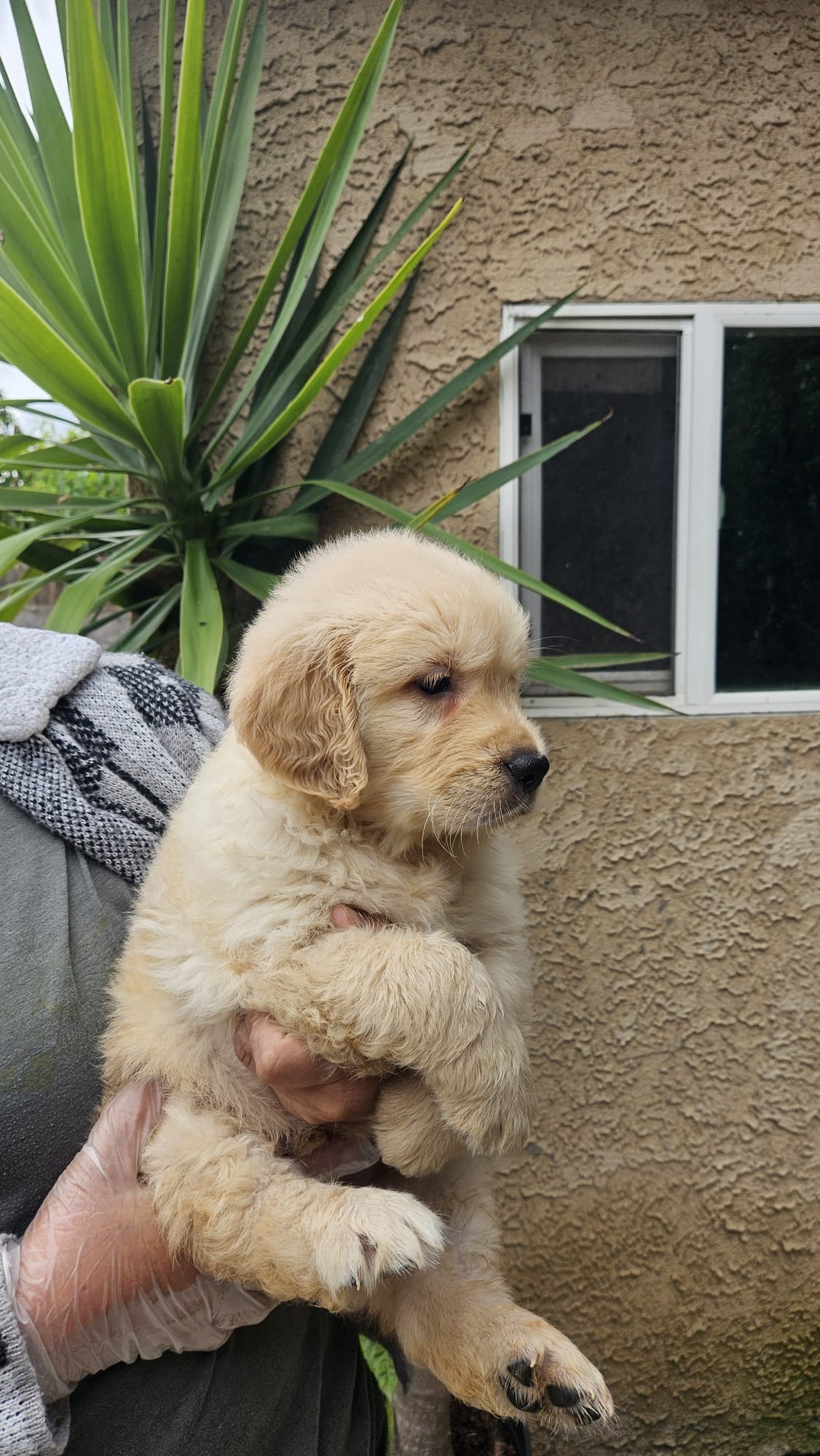 Golden retriever – Golden Retriever puppy for sale in Kingsburg, CA