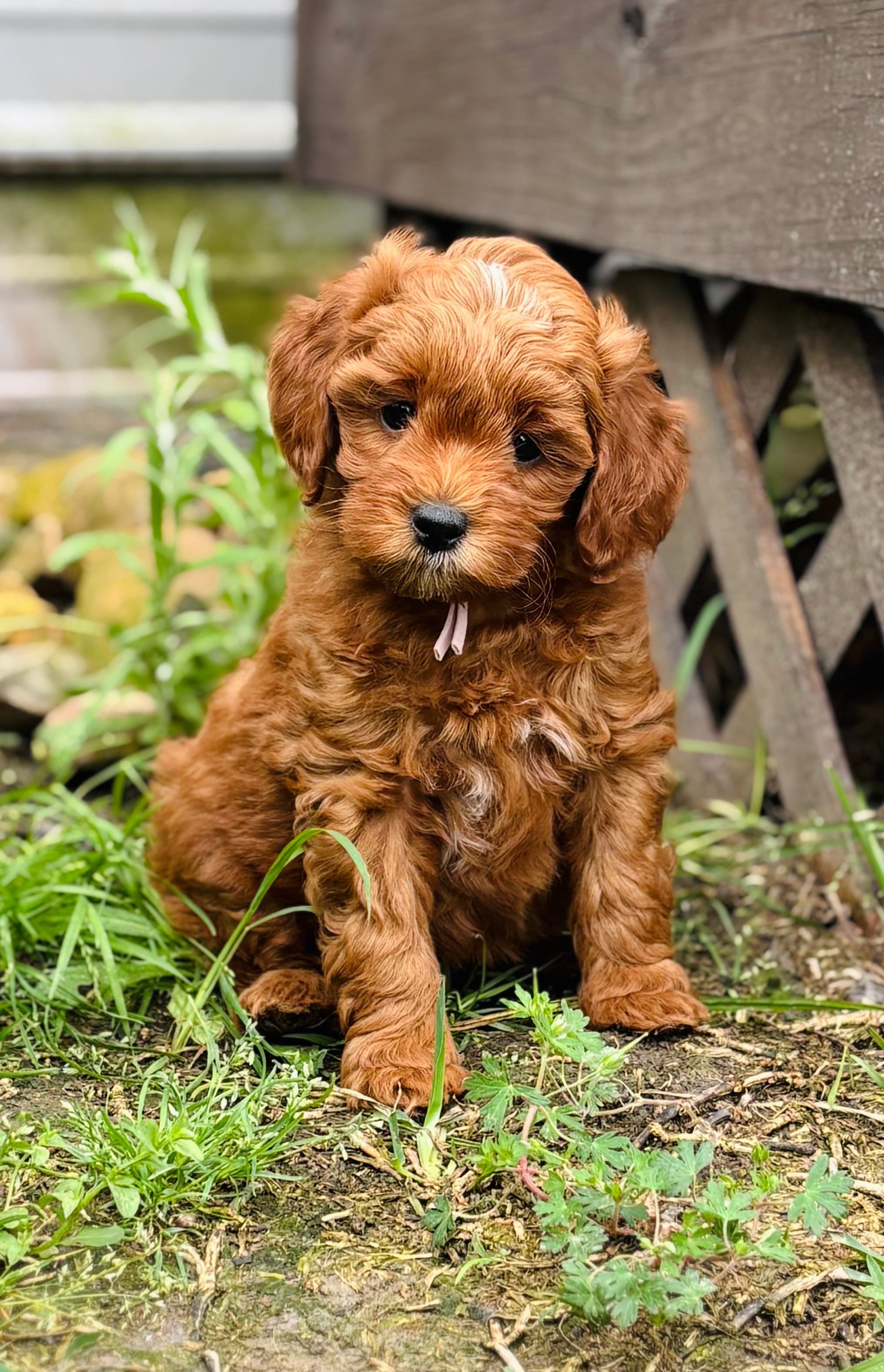 Duchess – Goldendoodle puppy for sale in Wharton, TX