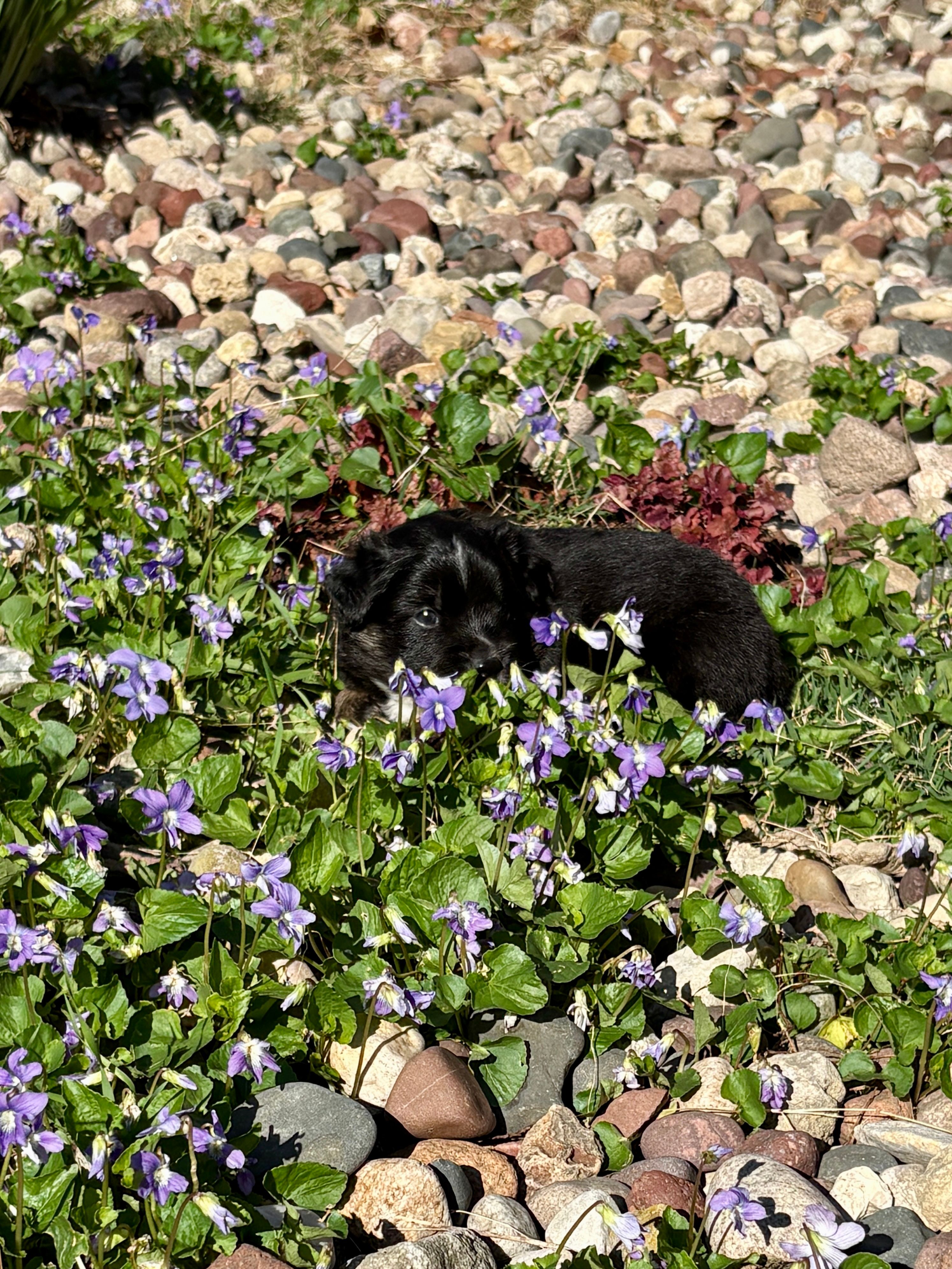 Bowie – Miniature Australian Shepherd puppy for sale in Mount Hope, WI