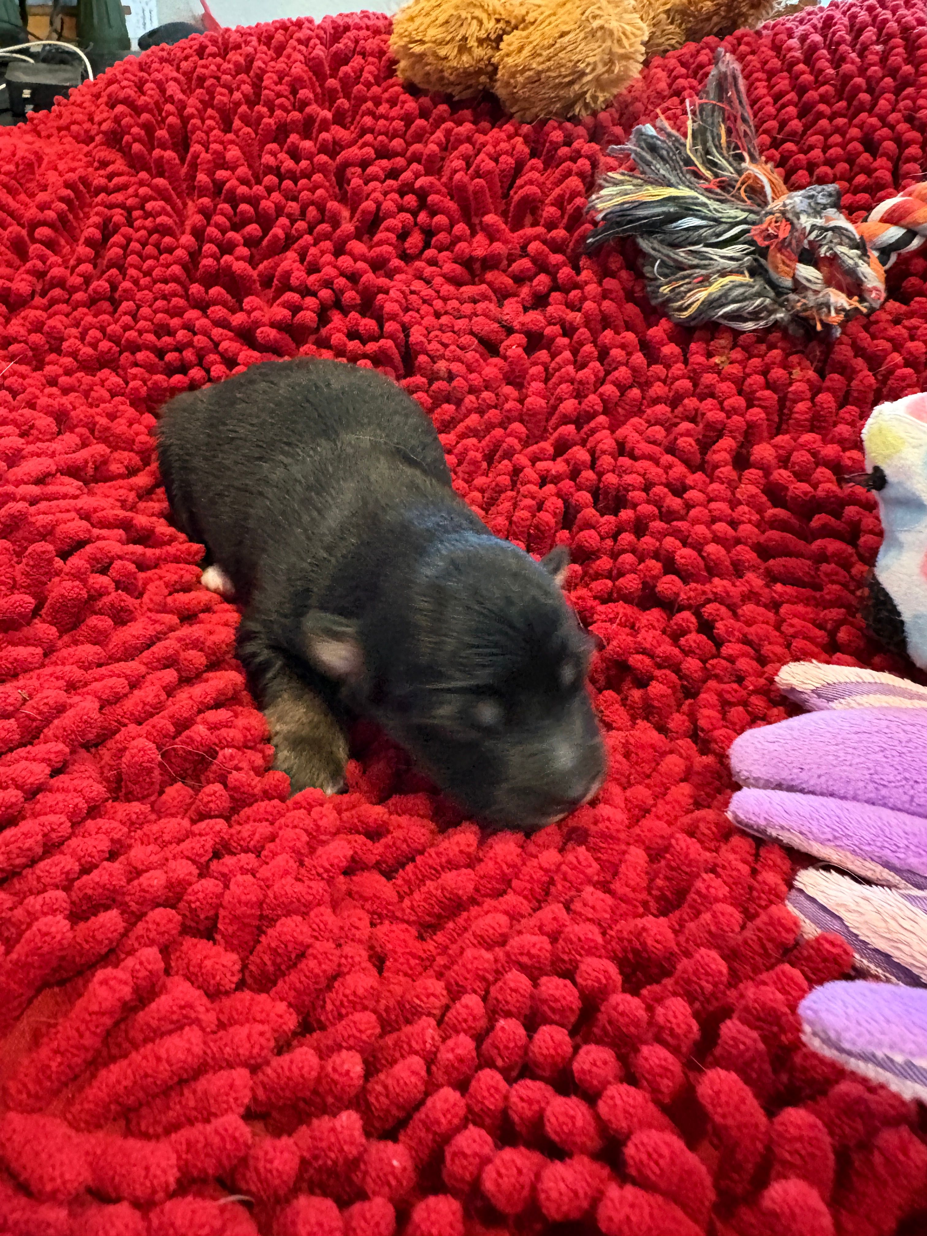 Boots – Miniature Australian Shepherd puppy for sale in Mount Hope, WI