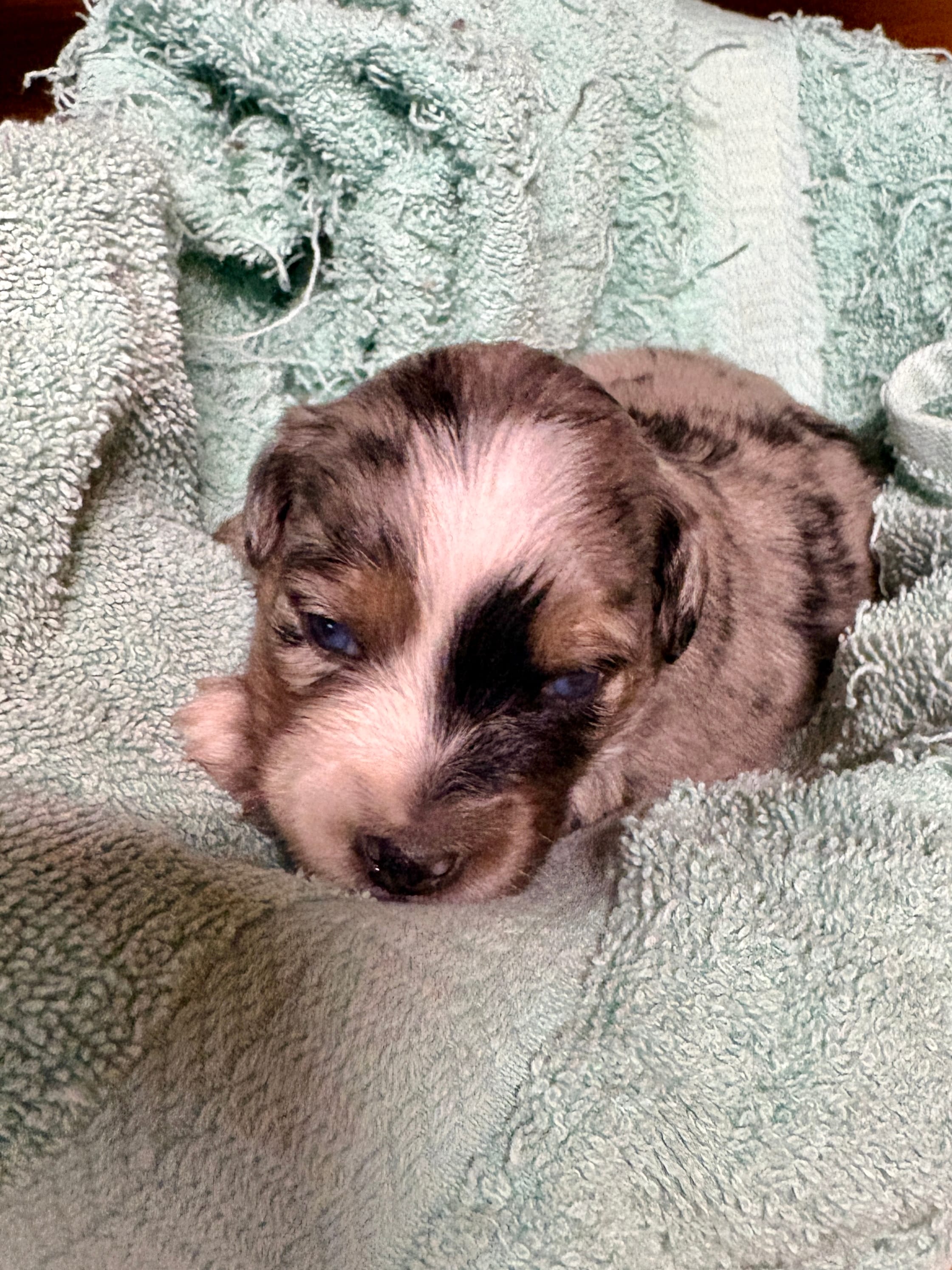 Gloria – Miniature Australian Shepherd puppy for sale in Mount Hope, WI