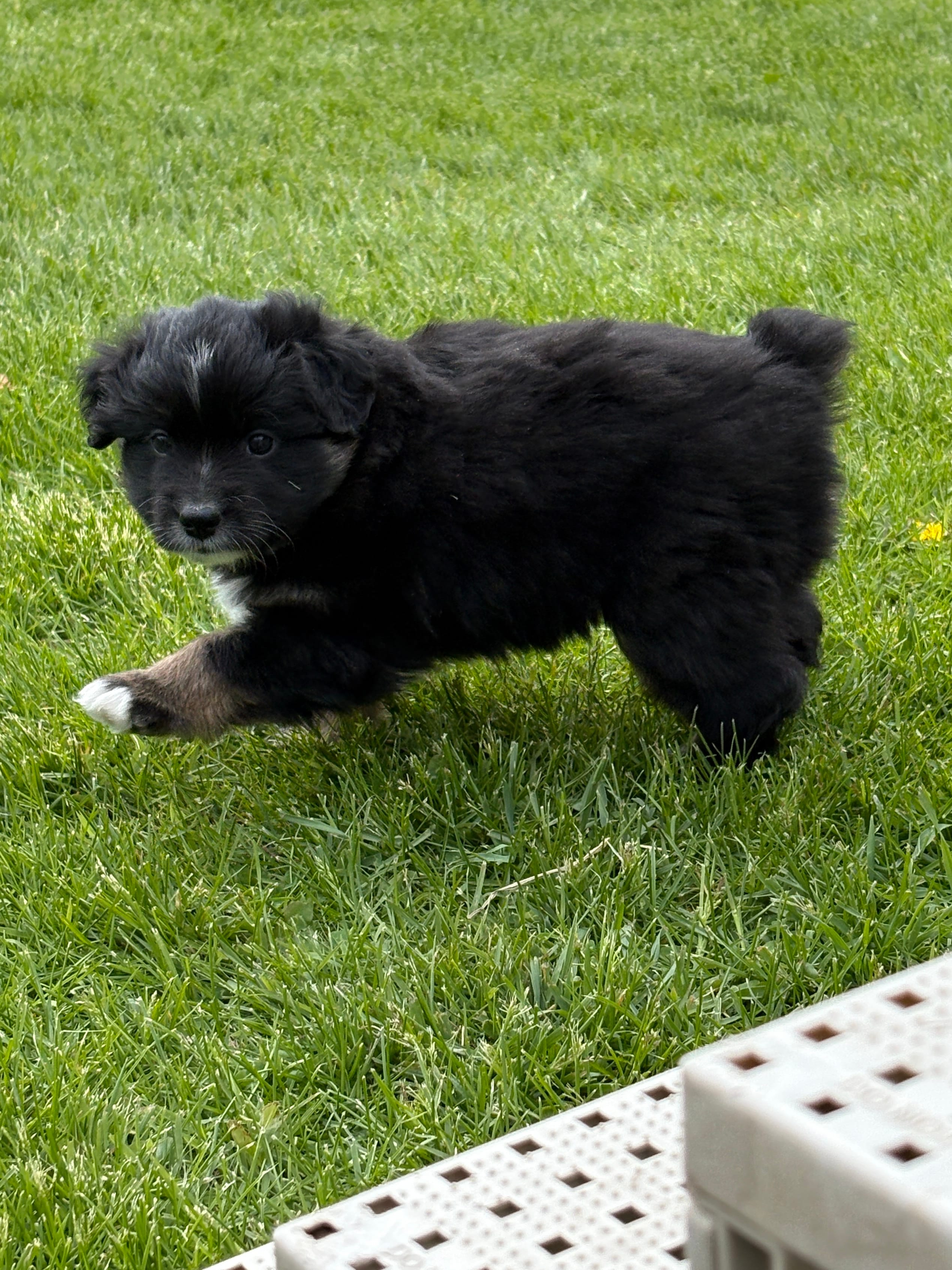 Bowie – Miniature Australian Shepherd puppy for sale in Mount Hope, WI