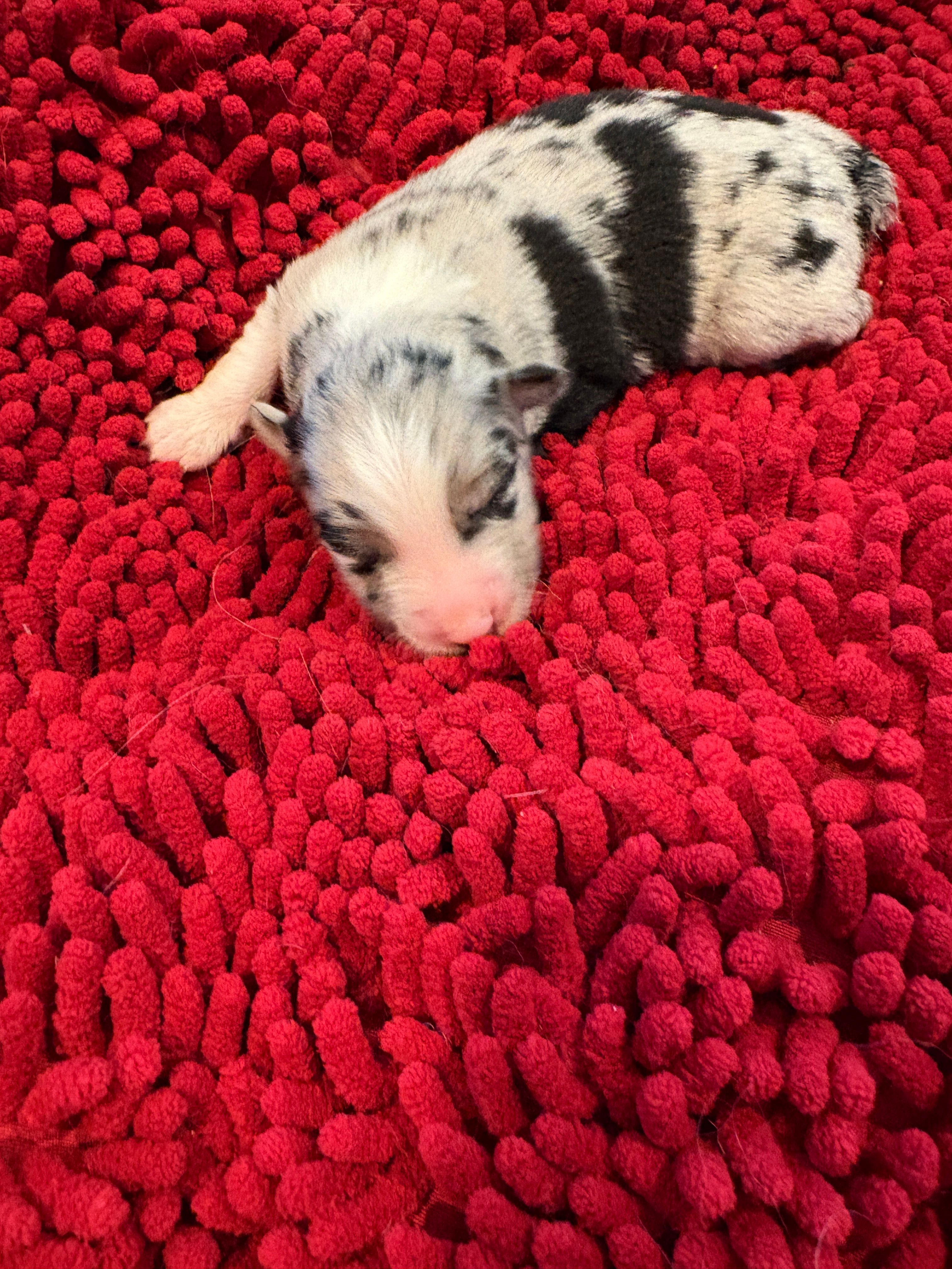 Bingo – Miniature Australian Shepherd puppy for sale in Mount Hope, WI