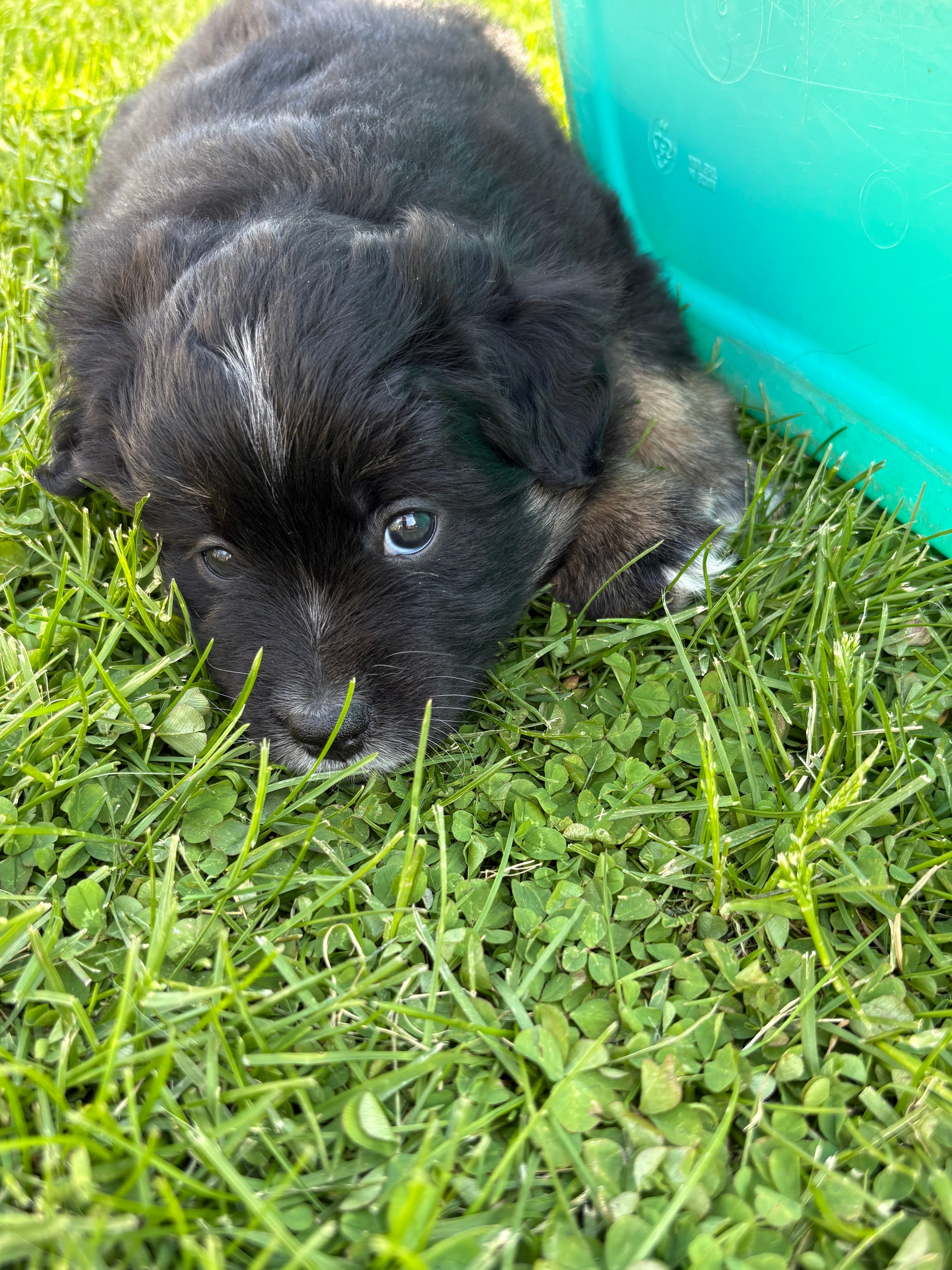 Bowie – Miniature Australian Shepherd puppy for sale in Mount Hope, WI