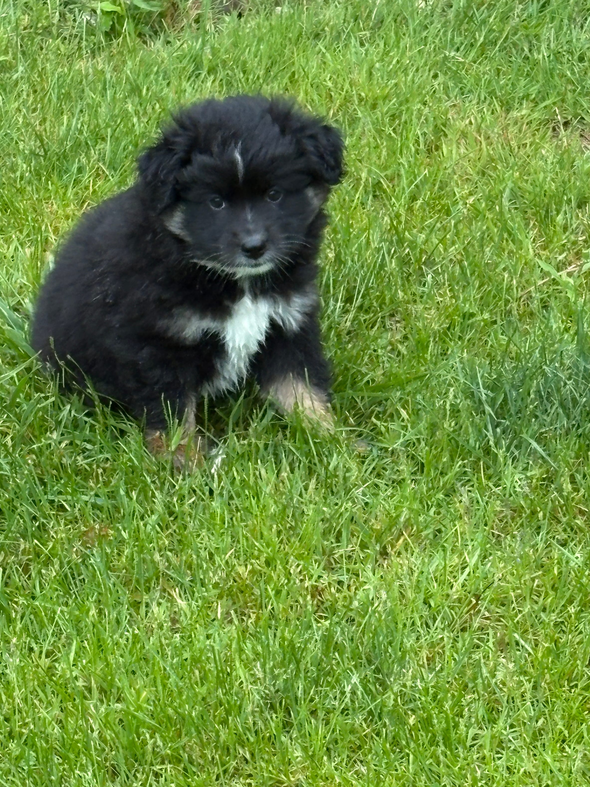 Bowie – Miniature Australian Shepherd puppy for sale in Mount Hope, WI
