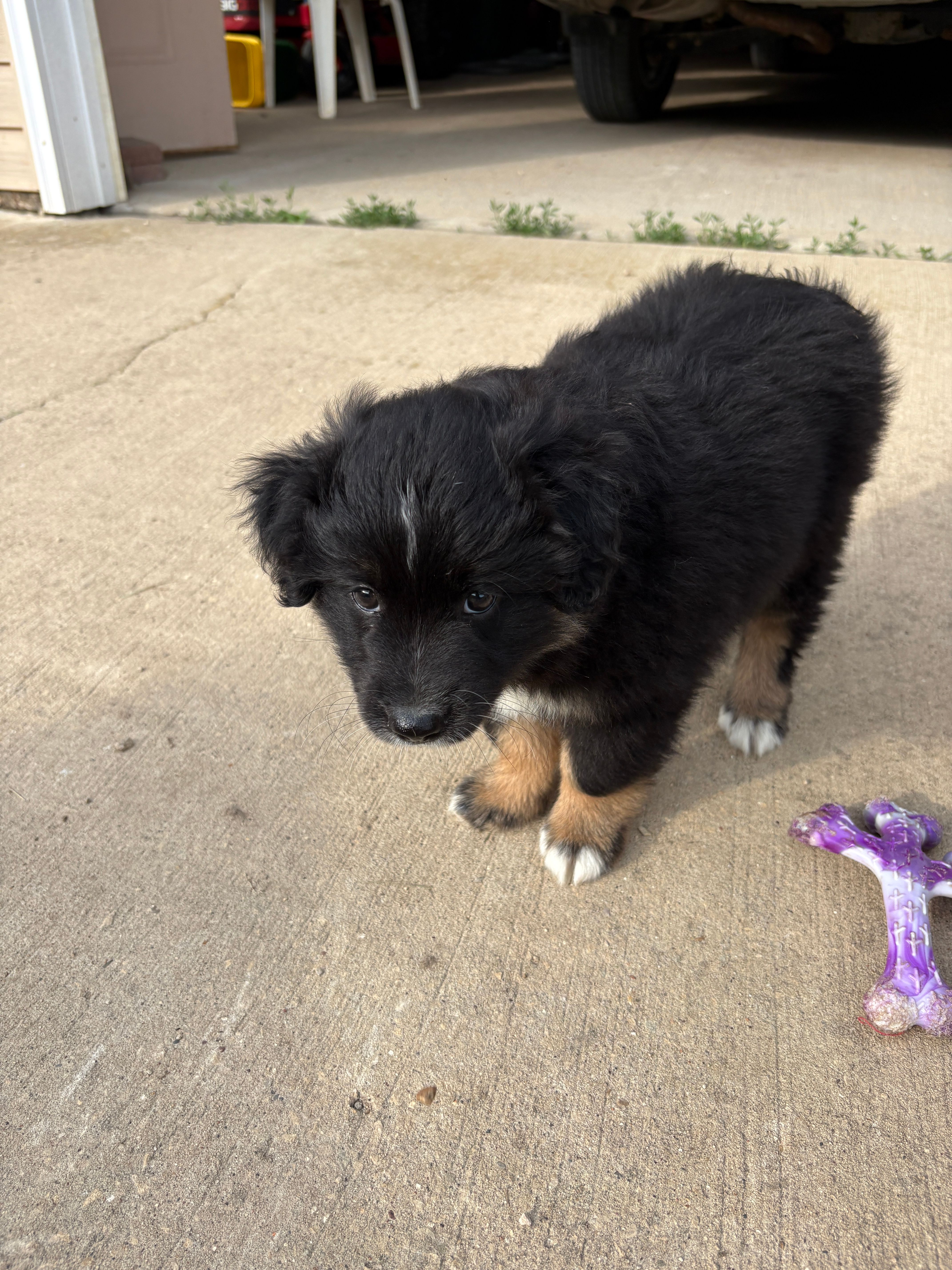 Bowie – Miniature Australian Shepherd puppy for sale in Mount Hope, WI