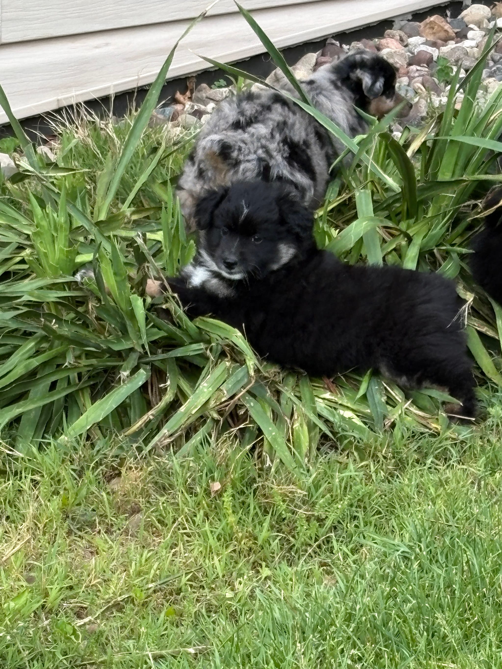 Bowie – Miniature Australian Shepherd puppy for sale in Mount Hope, WI