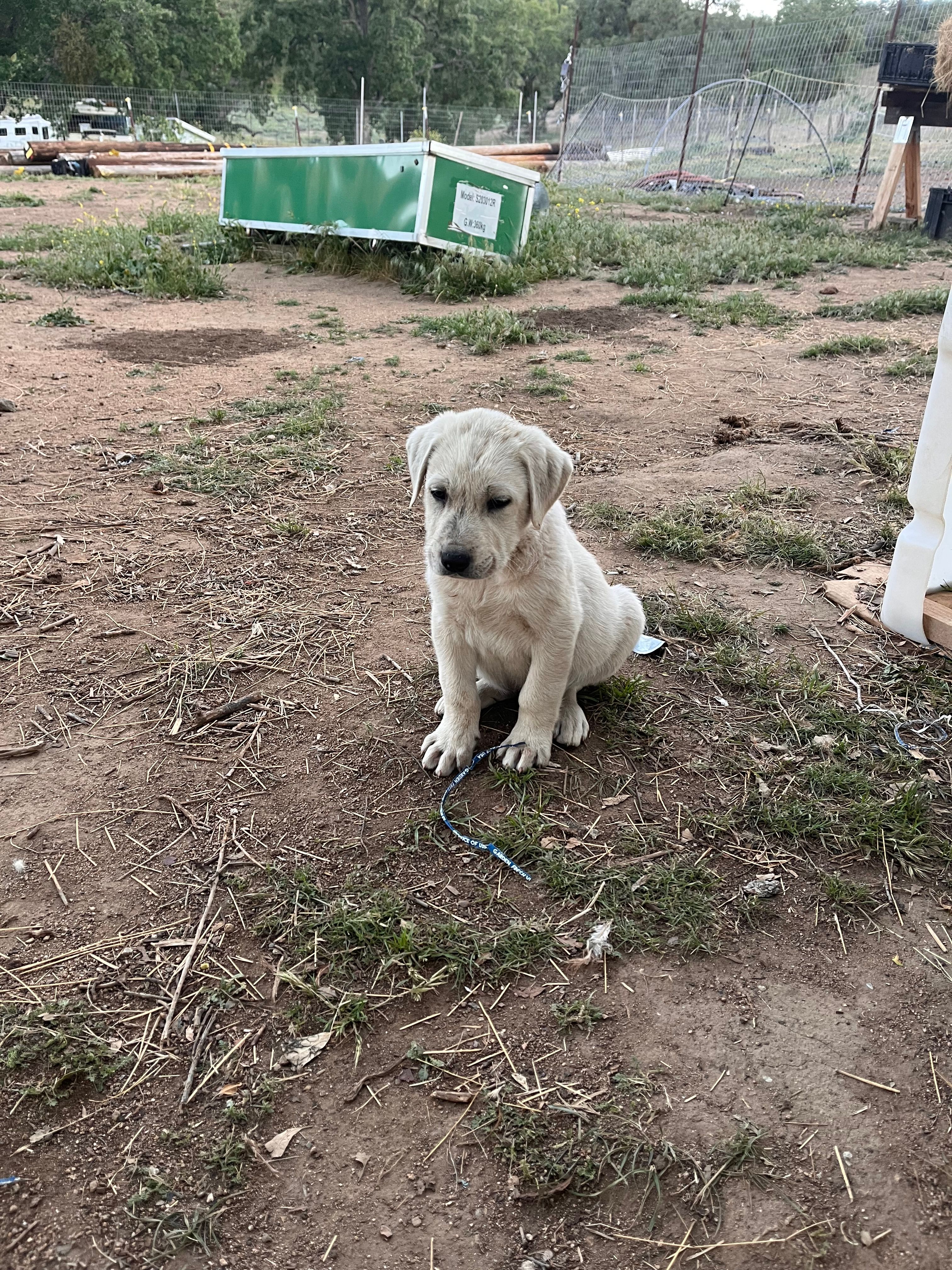 Cotton – Anatolian Shepherd Dog puppy for sale in Lebec, CA