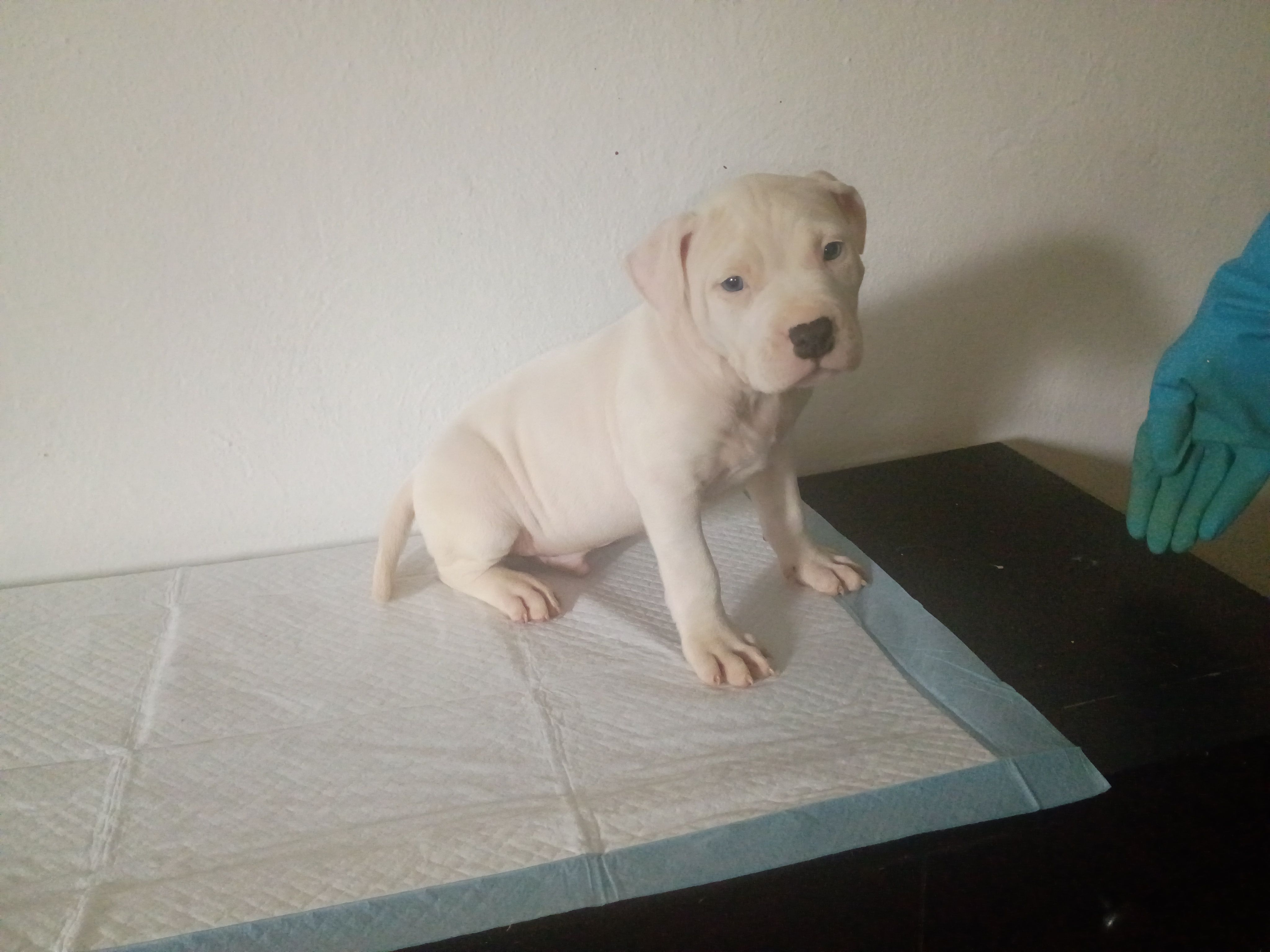 Blue eyes male – Dogo Argentino puppy for sale in Tacoma, WA