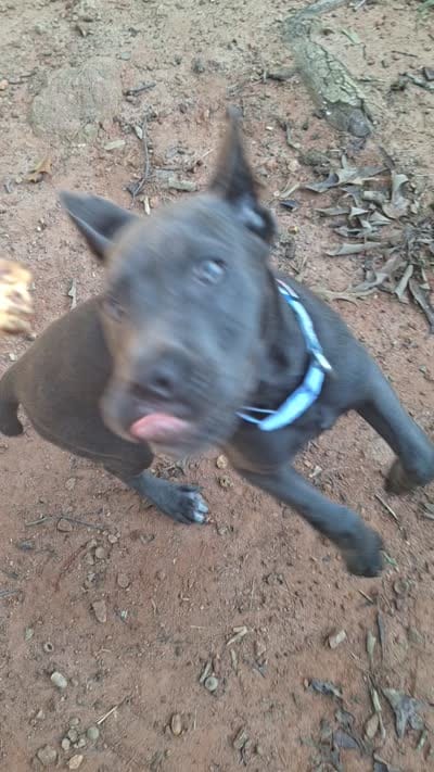Female 2, a female Cane Corso for sale in Lyman, SC – 2 of 4