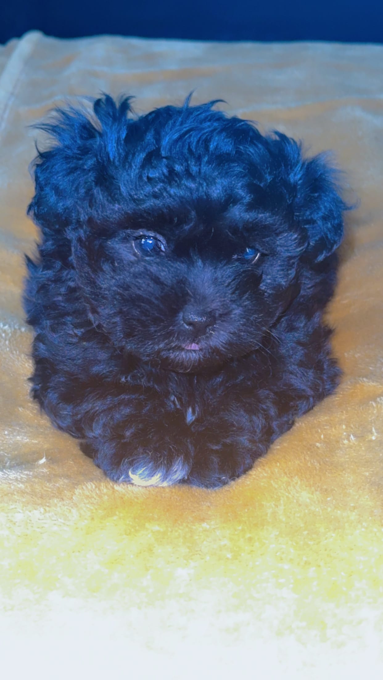 Daisy  – Shihpoo puppy for sale in Sumter, SC