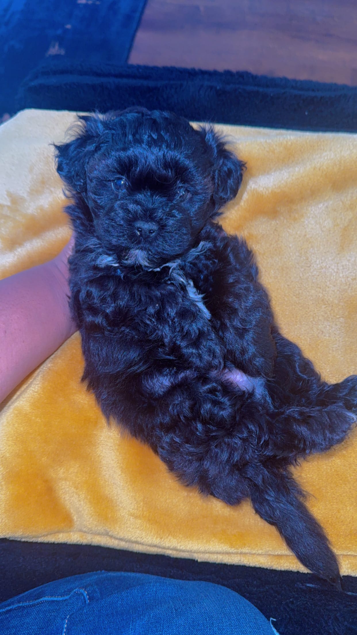 Teddy 🐶 – Shihpoo puppy for sale in Sumter, SC