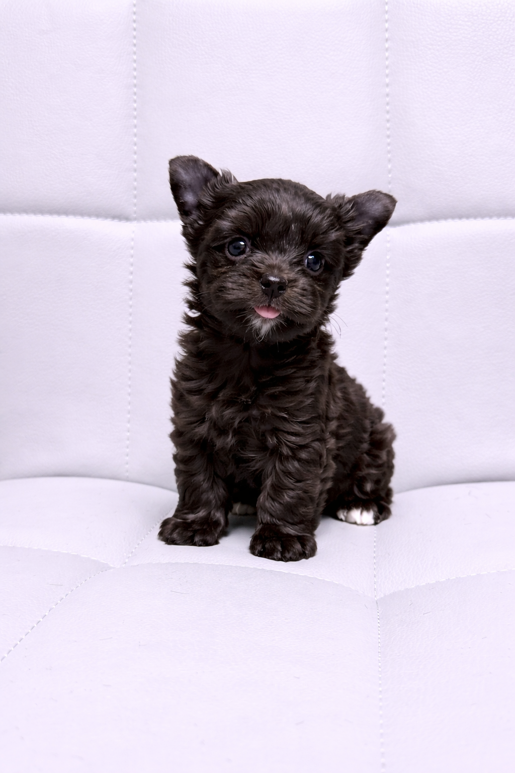 Sid KB/kbr chocolate boy – Yorkshire Terrier puppy for sale in Shreveport, LA