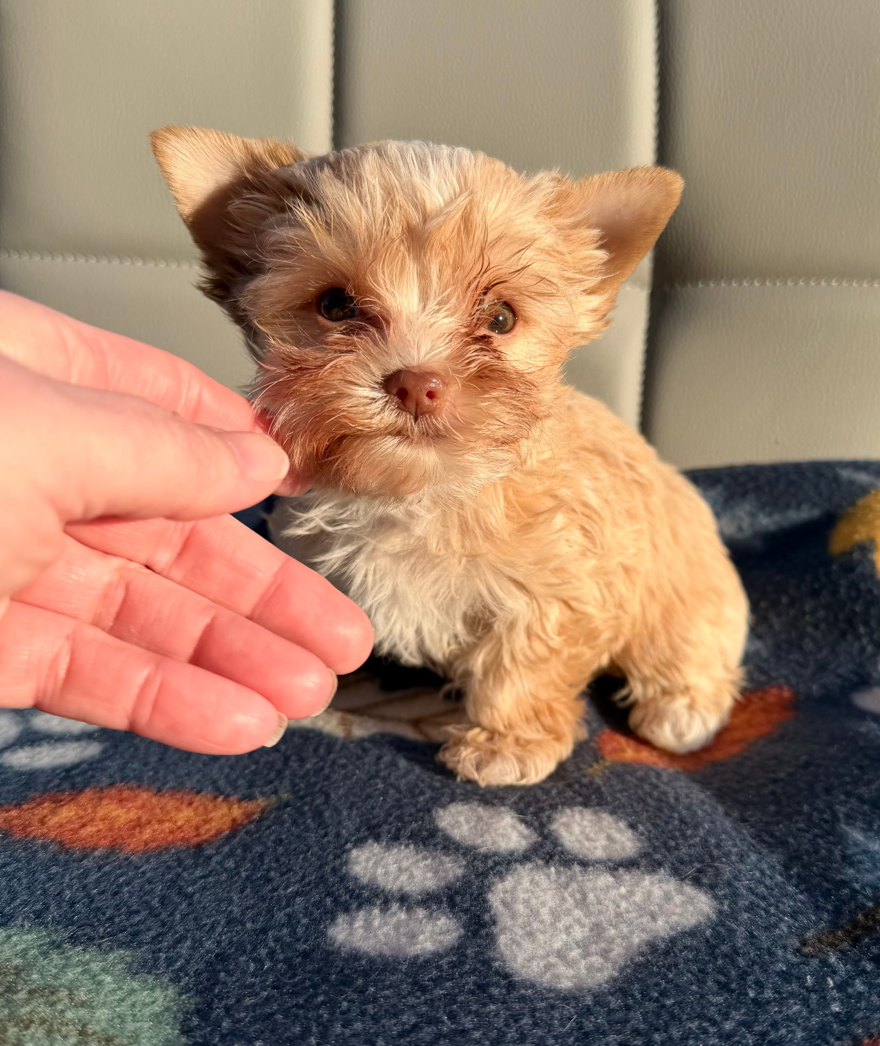Teacup Blonde Chocolate Girl – Yorkshire Terrier puppy for sale in Shreveport, LA
