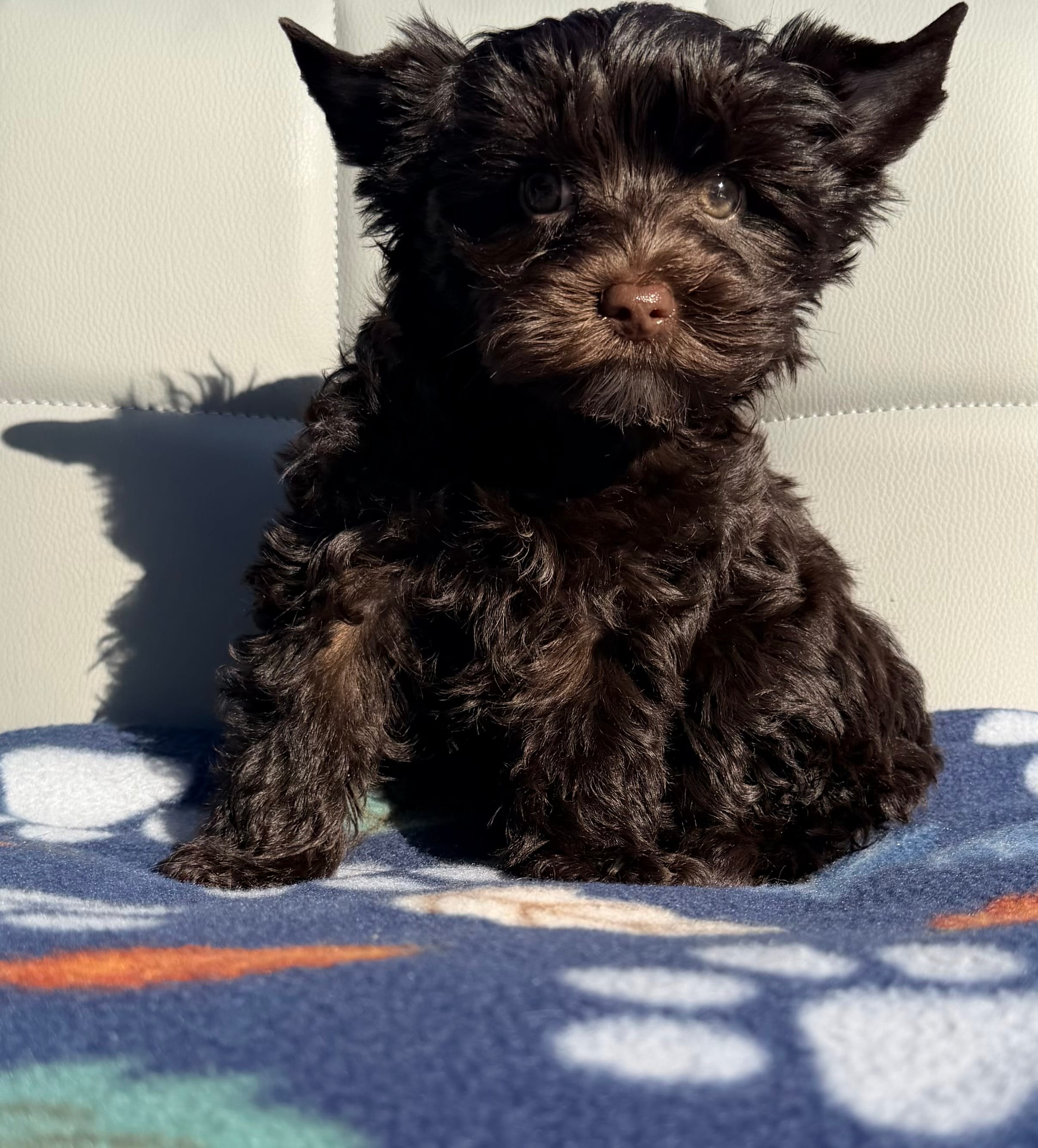 Sid KB/kbr chocolate boy – Yorkshire Terrier puppy for sale in Shreveport, LA