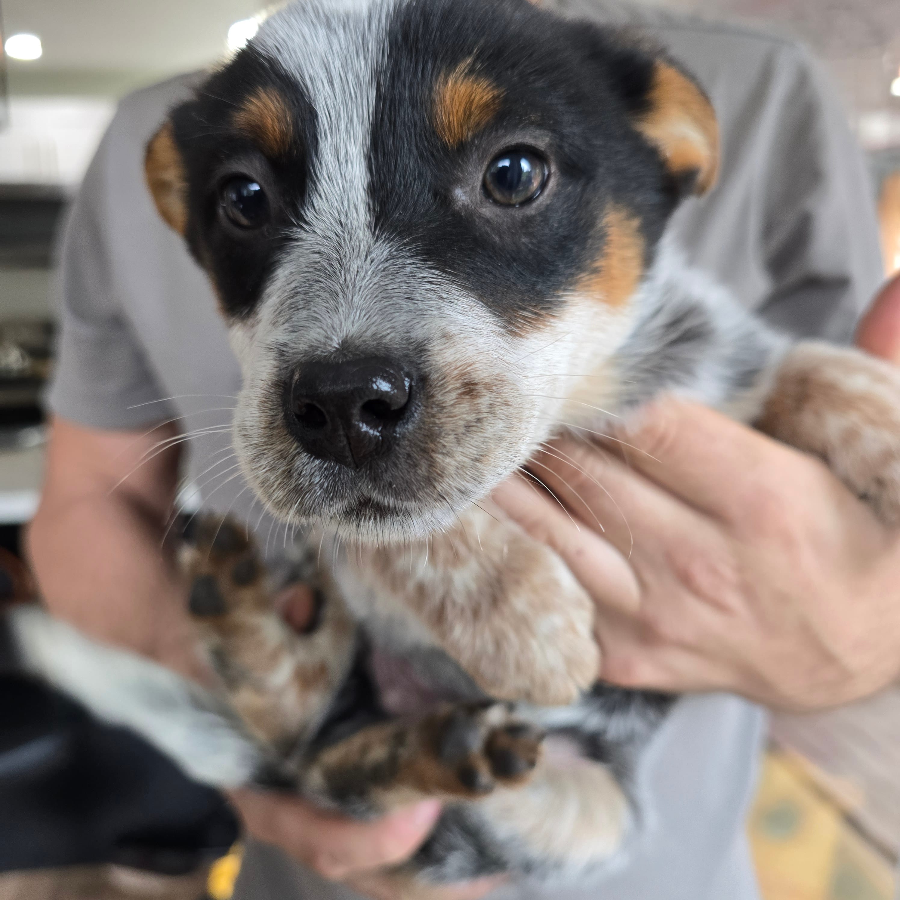 Meet Batman – Australian Cattle Dog puppy for sale in Puyallup, WA