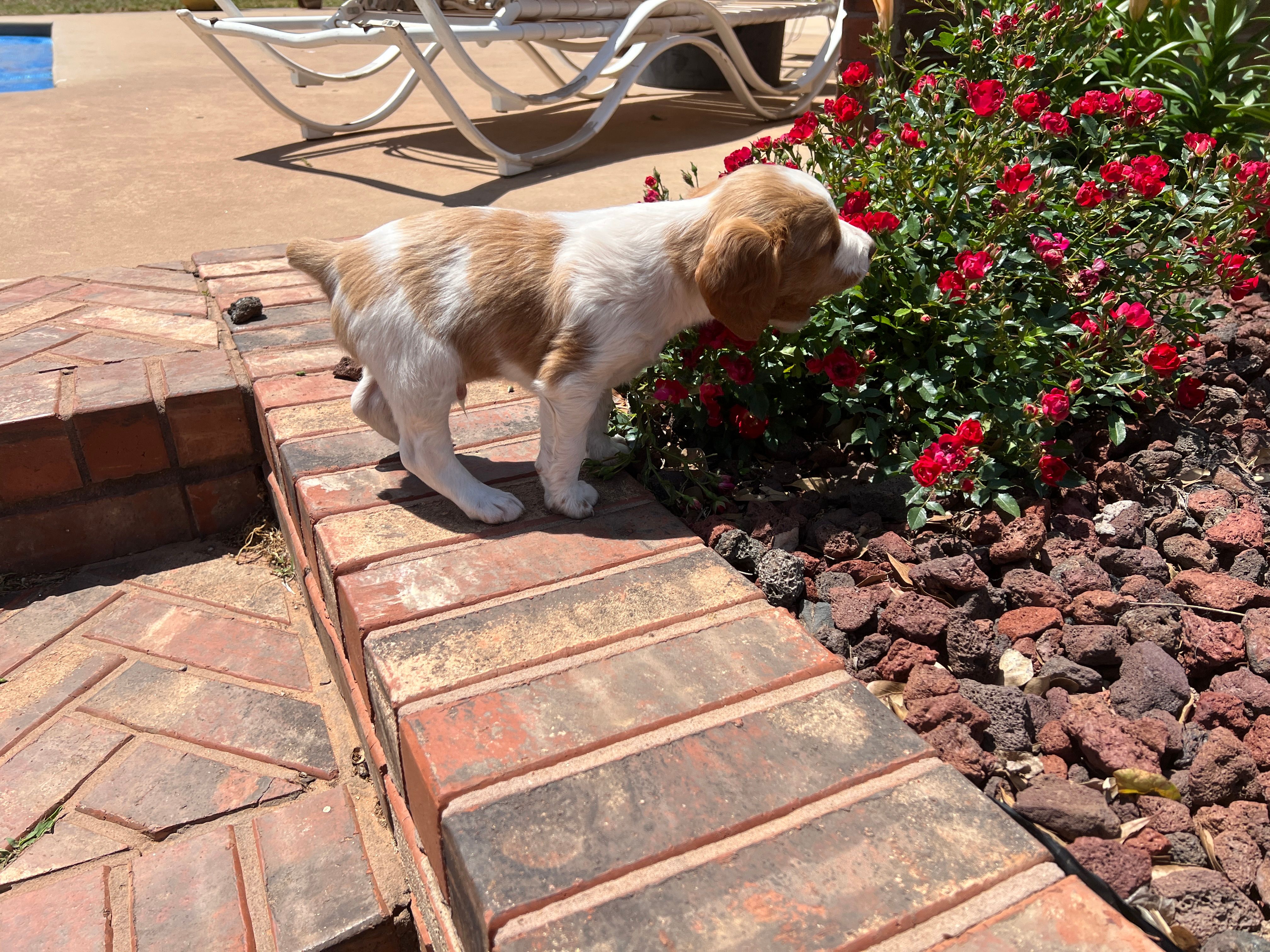 Krypt – Brittany puppy for sale in Newcastle, OK