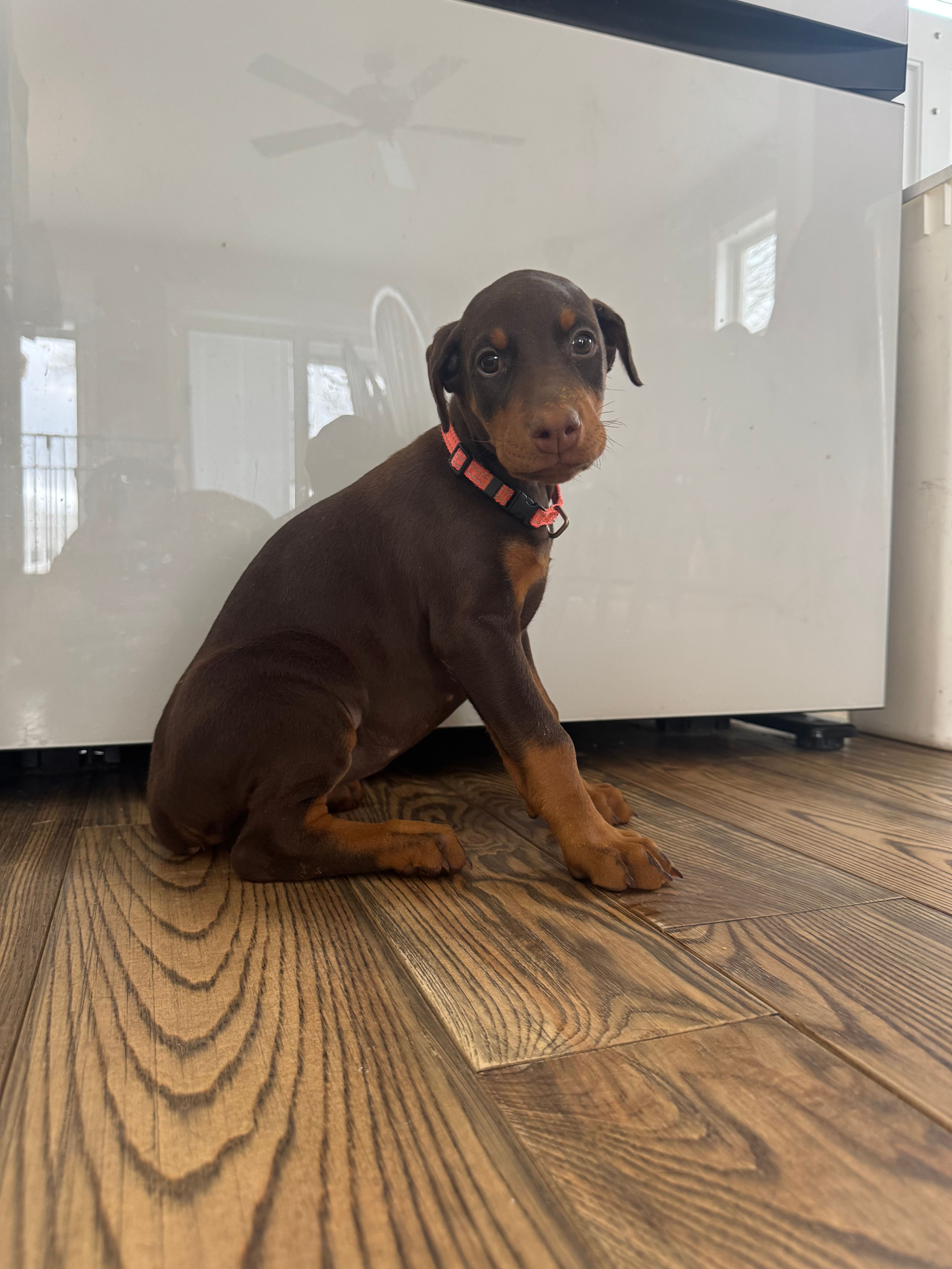 Pink collar – Doberman Pinscher puppy for sale in Greenwich, NY