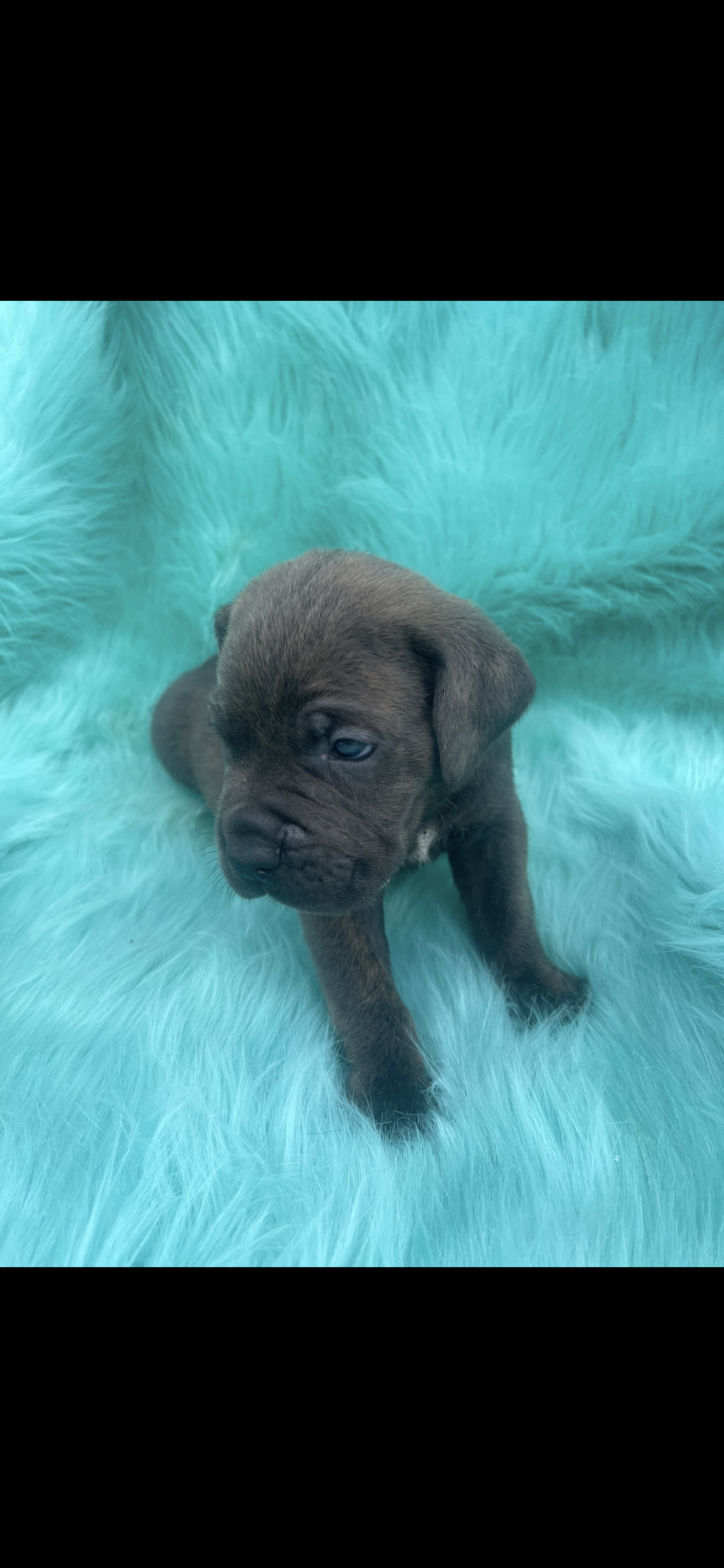 Beautiful male cane corso  – Cane Corso puppy for sale in Lehigh Acres, FL