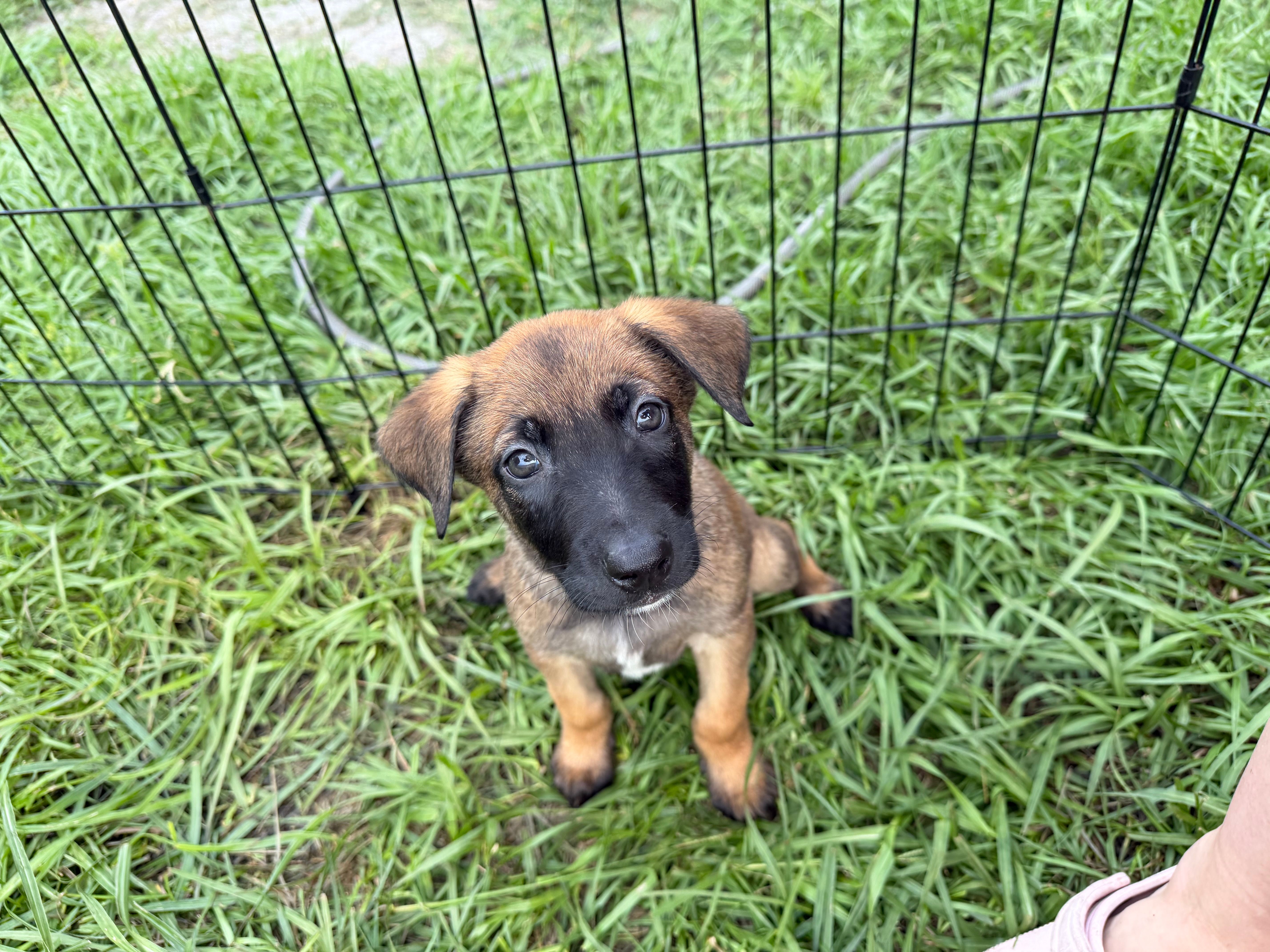 Ranger – Belgian Malinois puppy for sale in Saint Cloud, FL